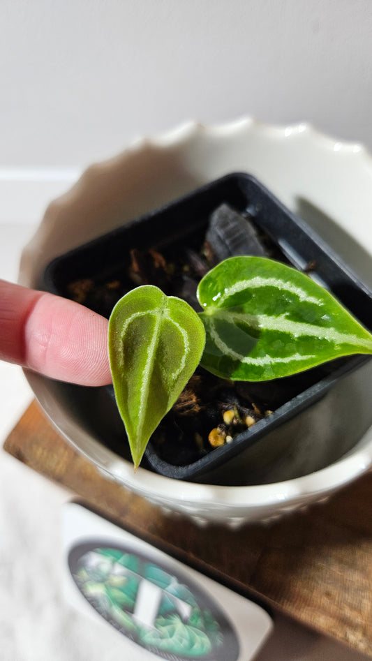 Anthurium Forgetii X Crystallinum Silver Special "format SEEDLING" (ANT-175)