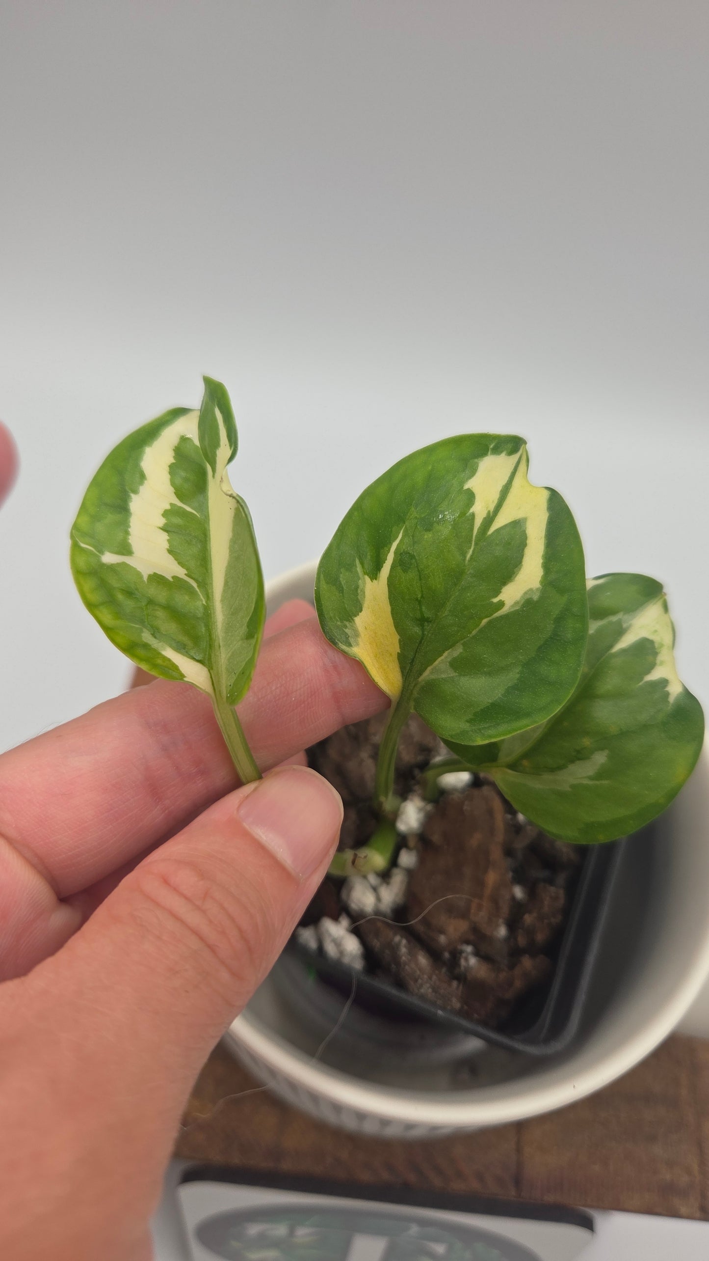 Epipremnum Aureum Glacier (EPI-246)