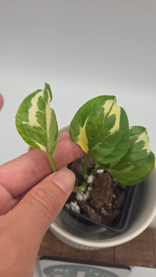 Epipremnum Aureum Glacier (EPI-246)