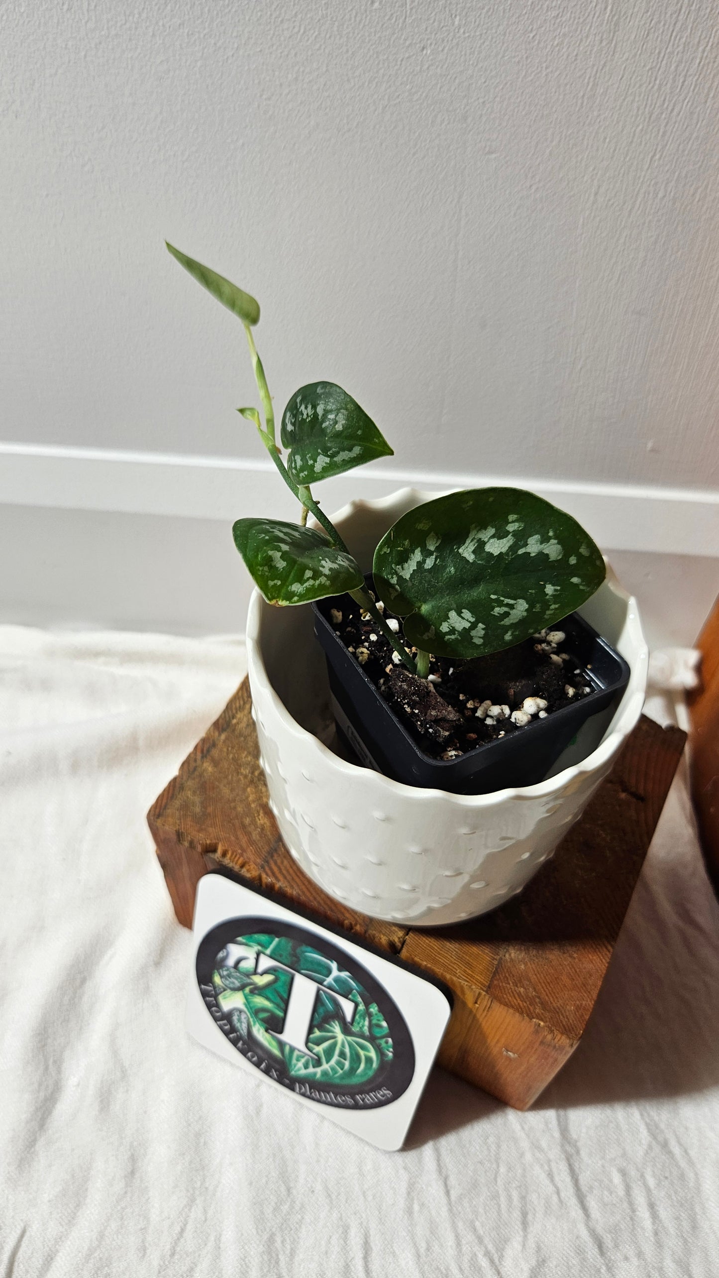 Scindapsus Black Exotica (SCI-1332)