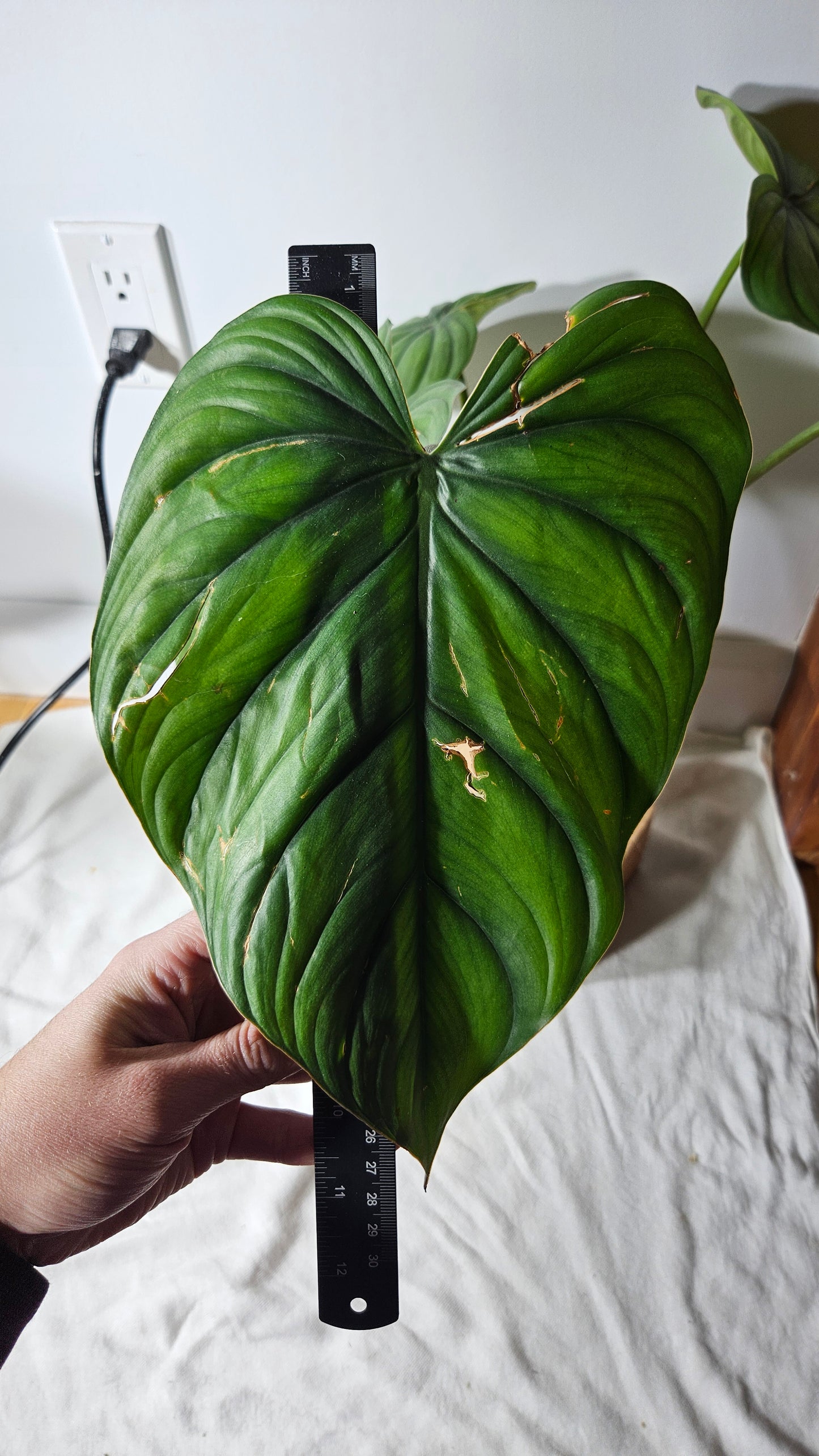 Philodendron Aff Colombia Black(PHI-638)