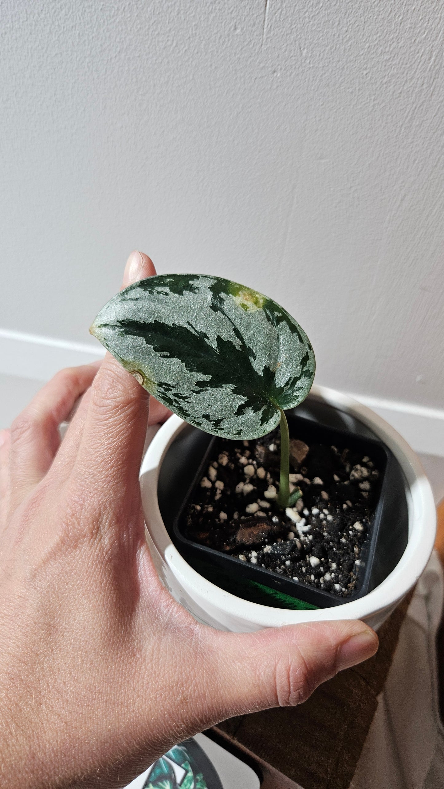 Scindapsus Sparkling Silver (SCI-1126)