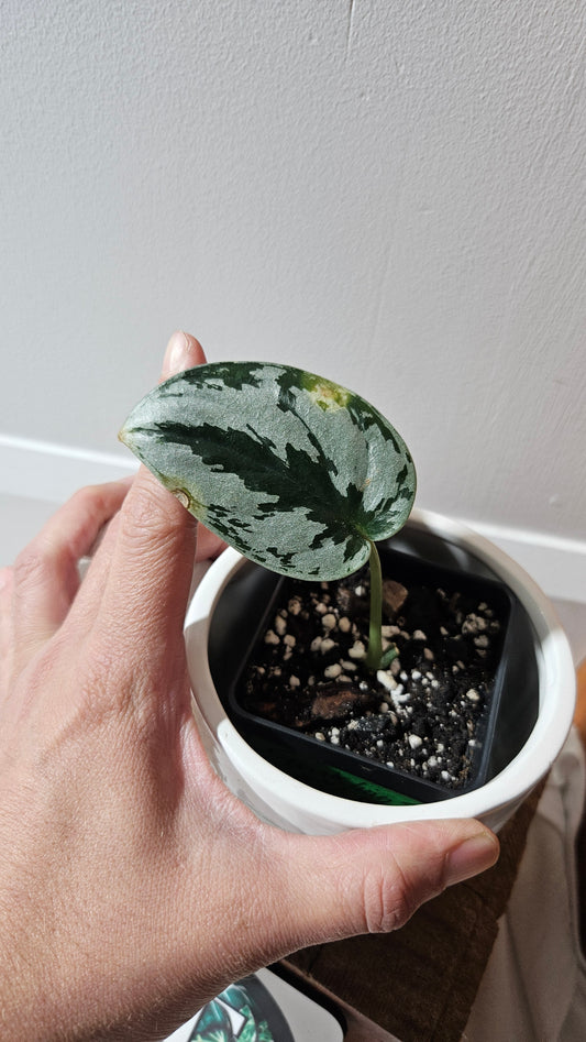 Scindapsus Sparkling Silver (SCI-1126)