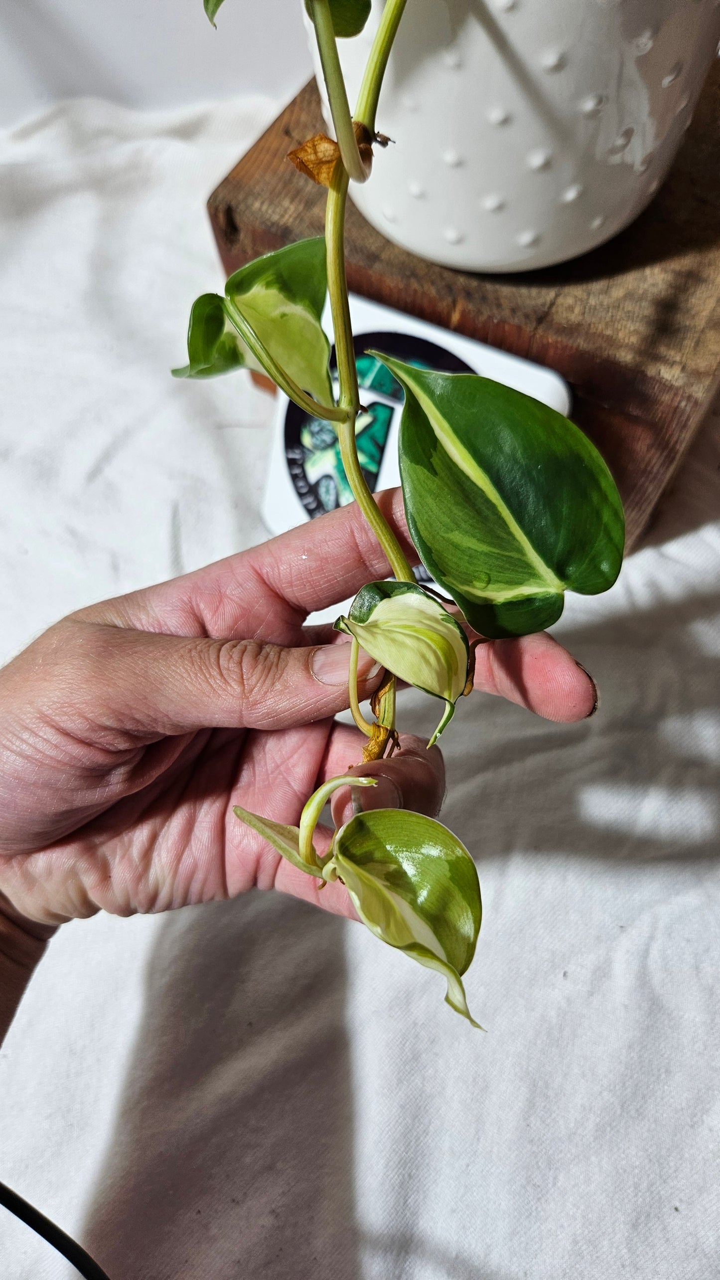 Philodendron Hederaceum Cream Splash (PHI-605)