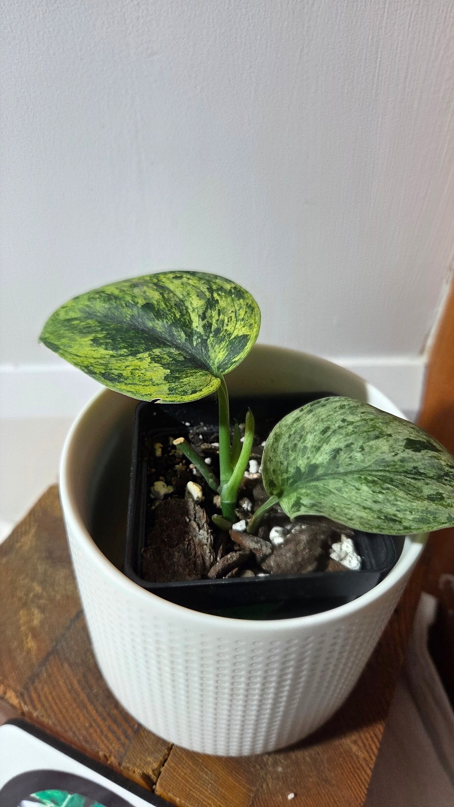 Scindapsus Silver Satin albo (SCI-1375)