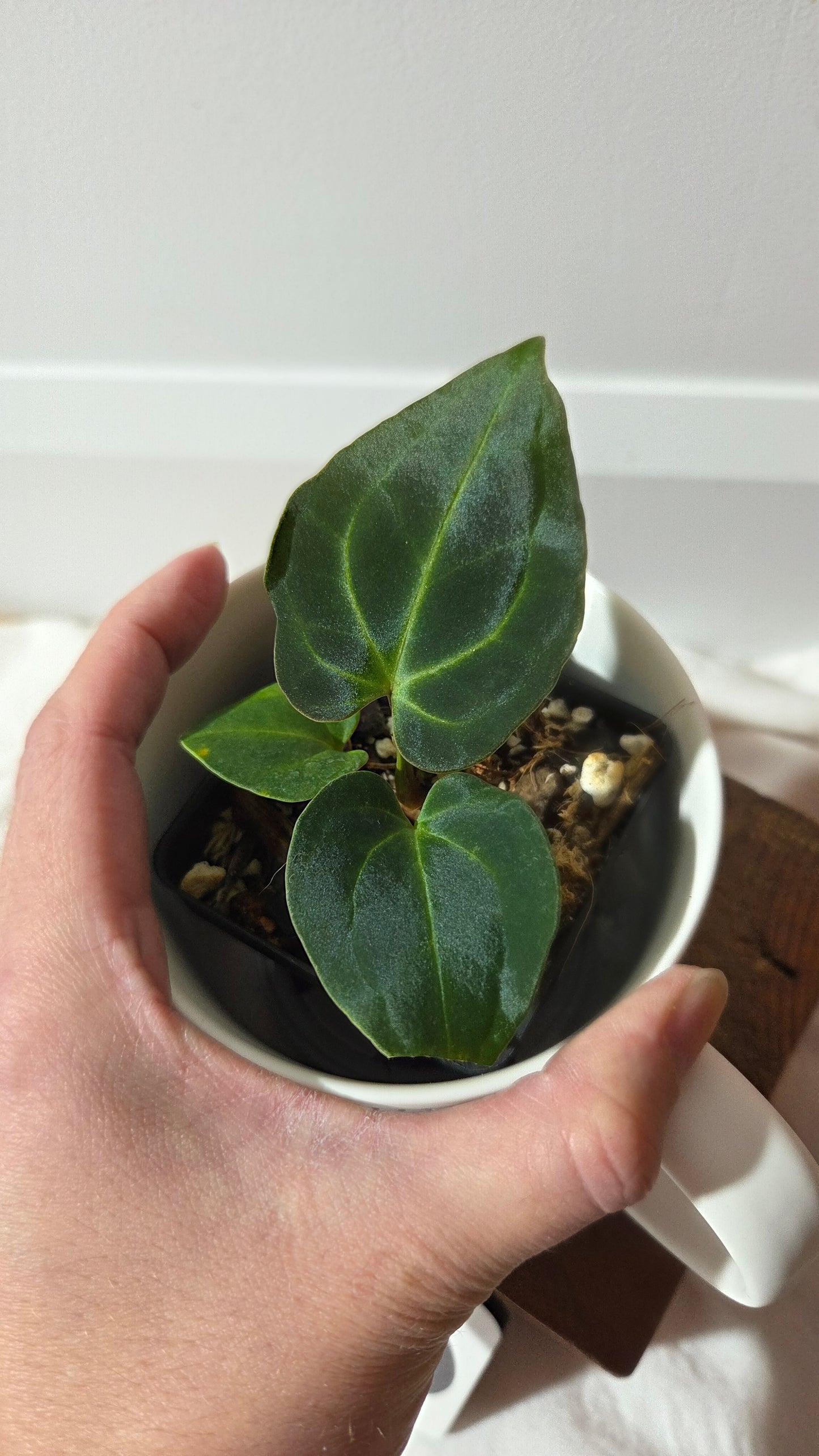 Anthurium Besseae Aff Blue "Format PETIT" (ANT-668)