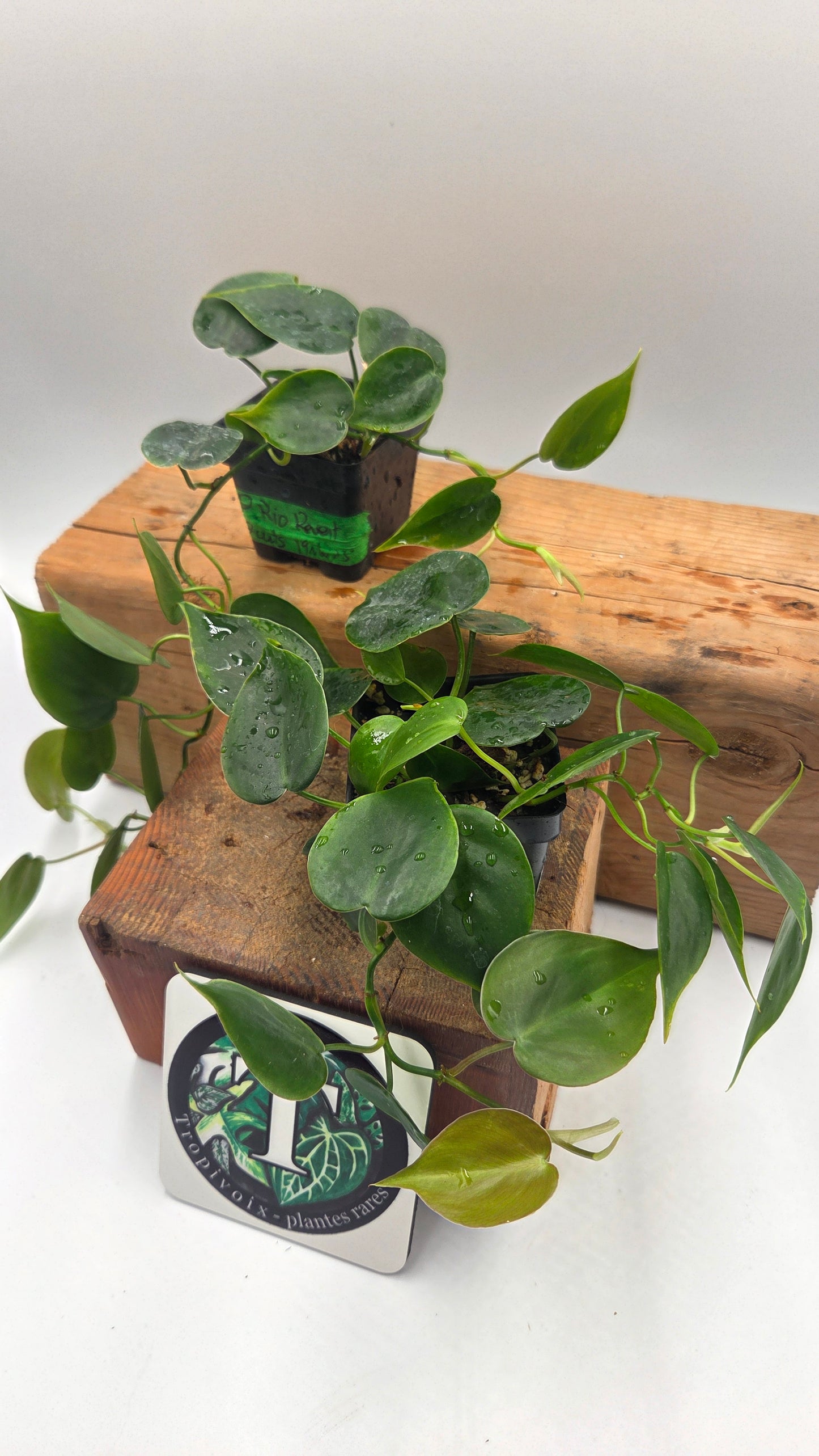 "FREEBIE " Philodendron Hederaceum Rio REVERT                   1 FREEBIE/PERSONNE  (avec achat de 60$ avant taxes)