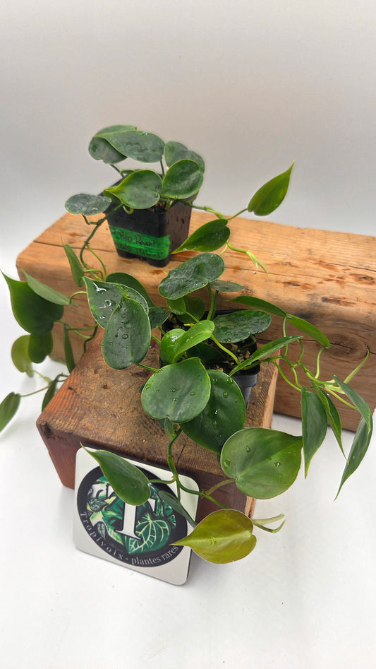 "FREEBIE " Philodendron Hederaceum Rio REVERT                   1 FREEBIE/PERSONNE  (avec achat de 60$ avant taxes)