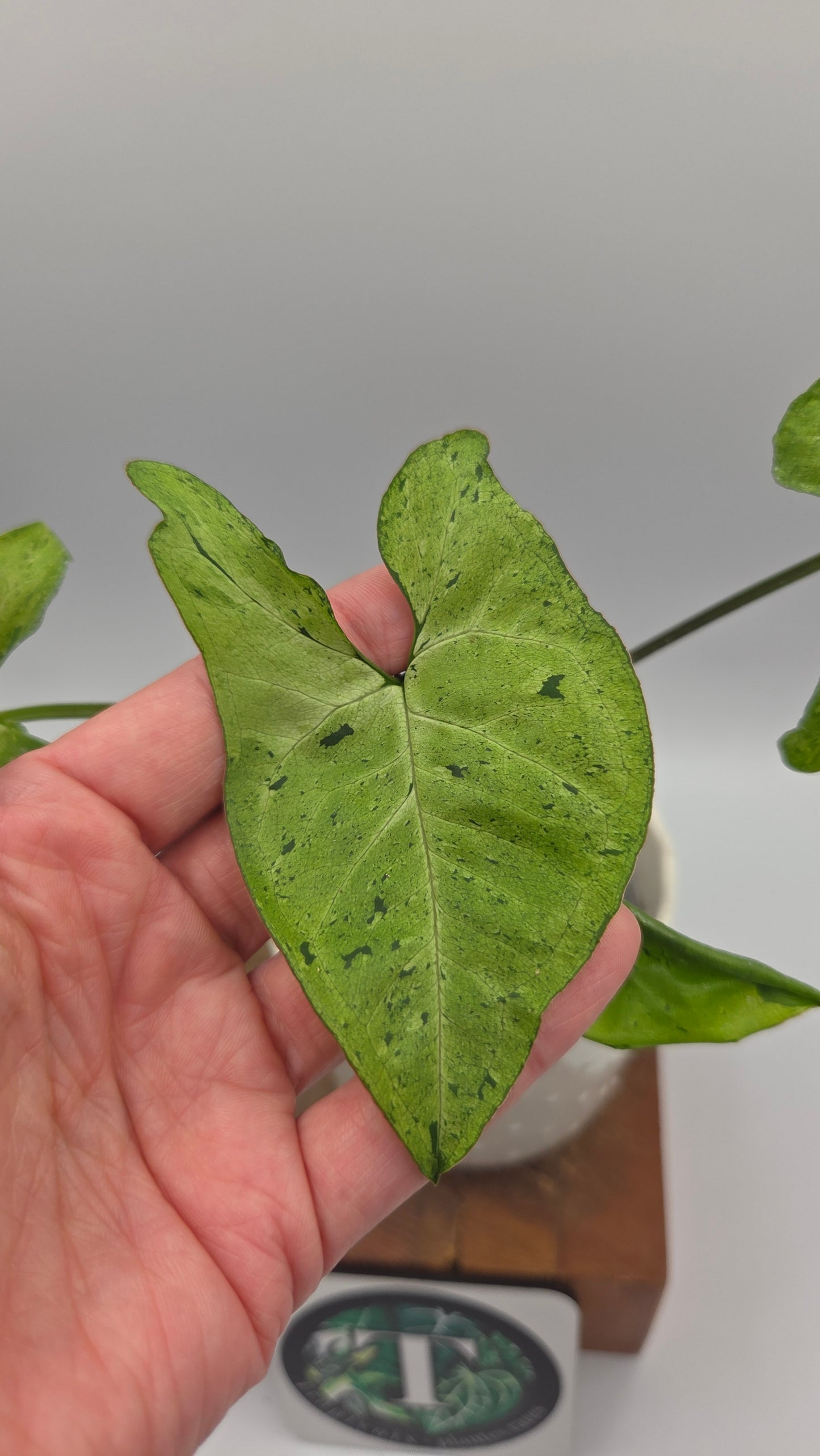 Syngonium Freckles Europe (SYN-511)