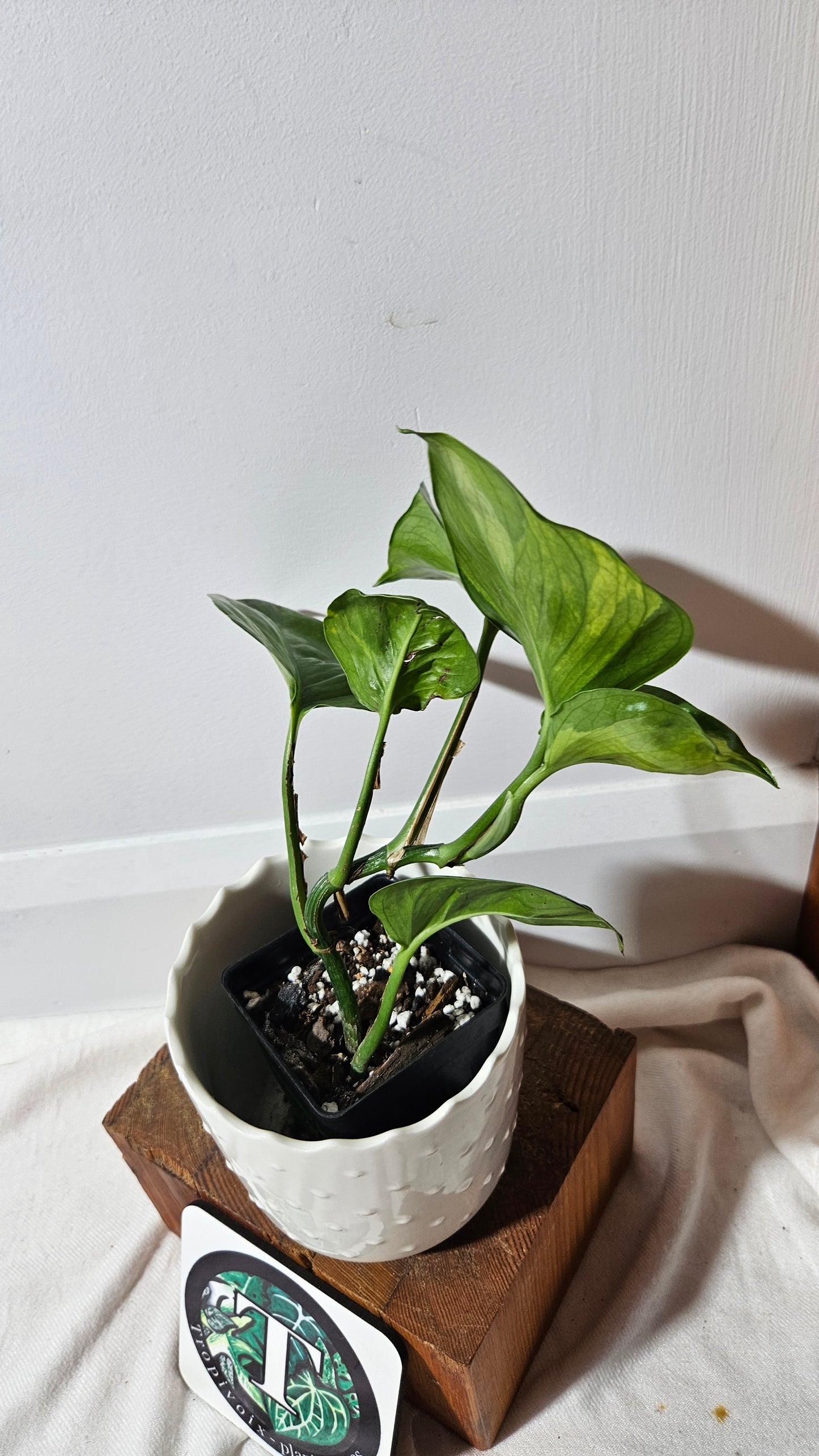 Epipremnum Aureum Manjula yellow/Olivia/Mint (EPI-216)