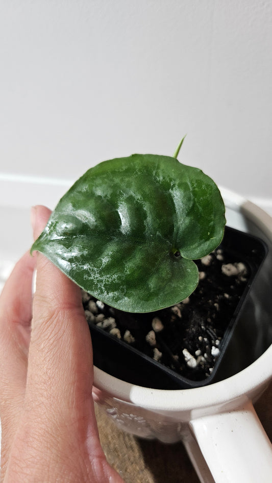 Scindapsus Lucens (SCI-1282)