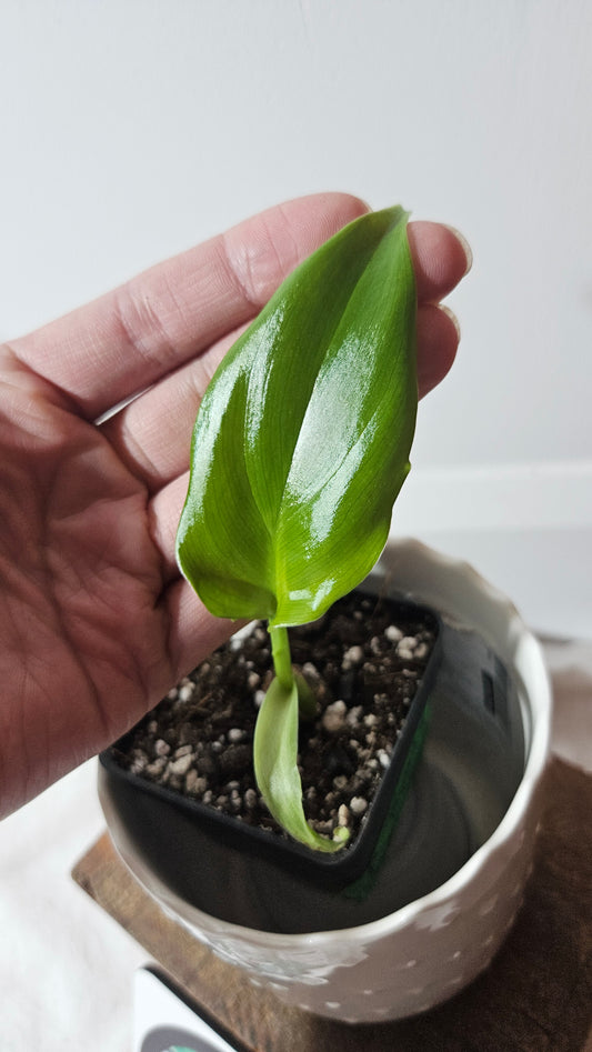 Philodendron Tripartitum (PHI-800)