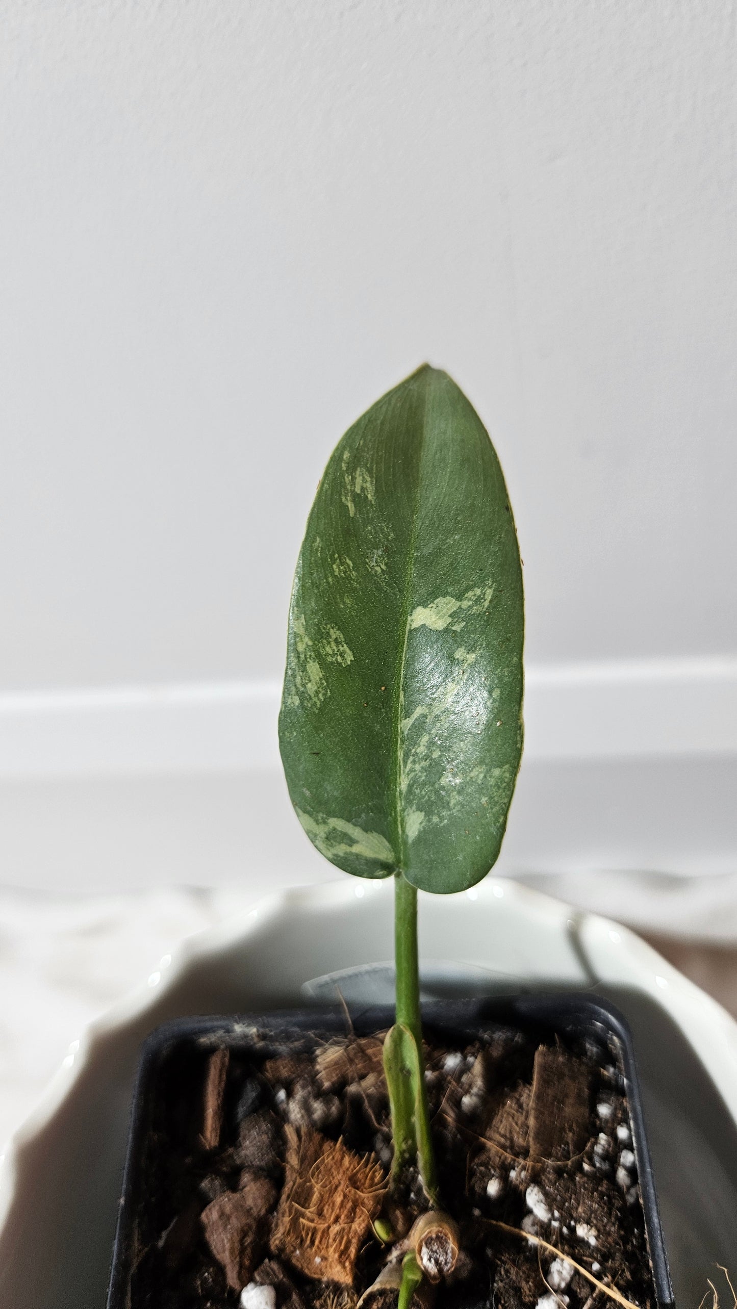 Philodendron Violin Variegata (PHI-217)