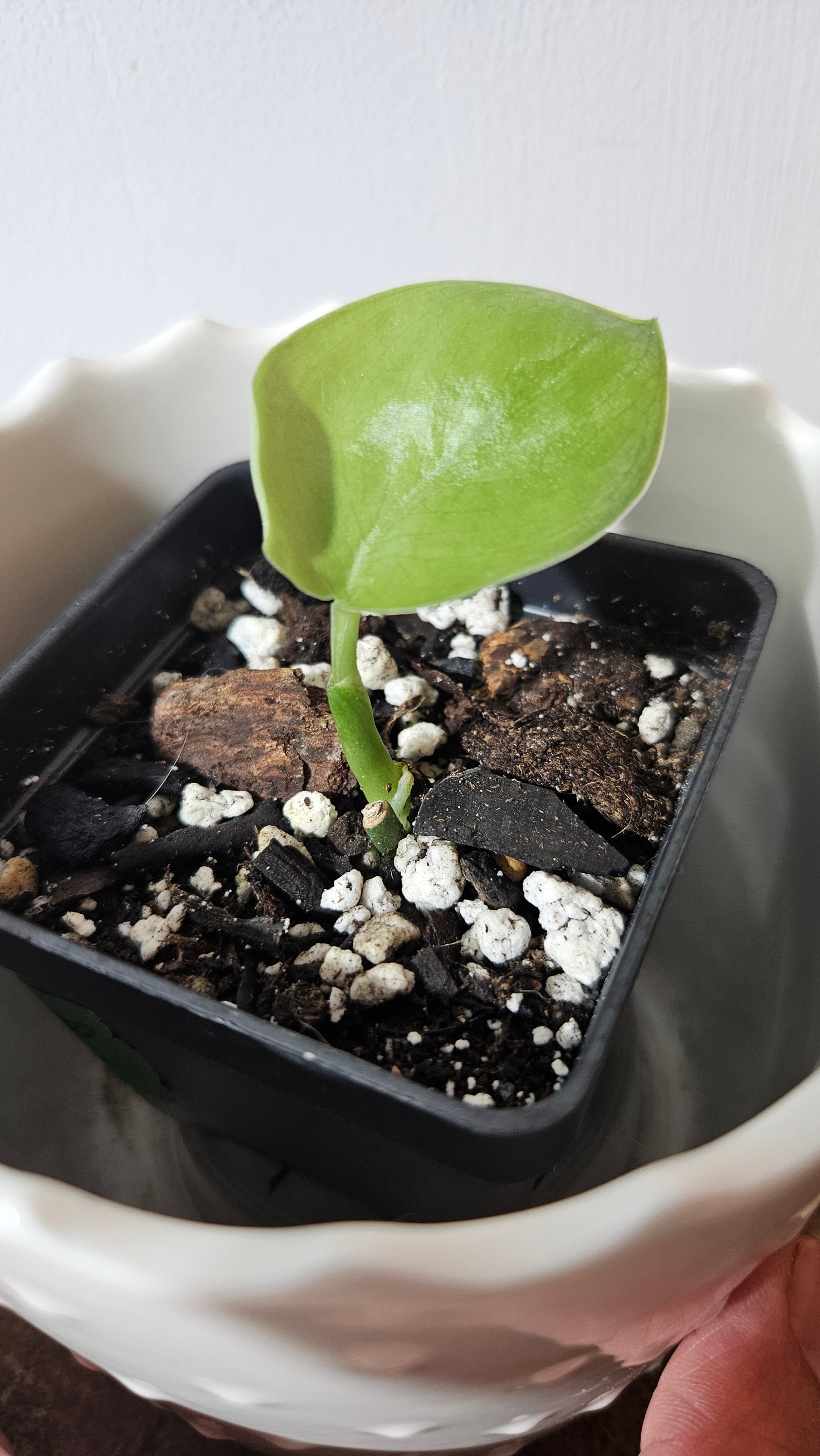 Scindapsus Silver Tattoo (SCI-1024)