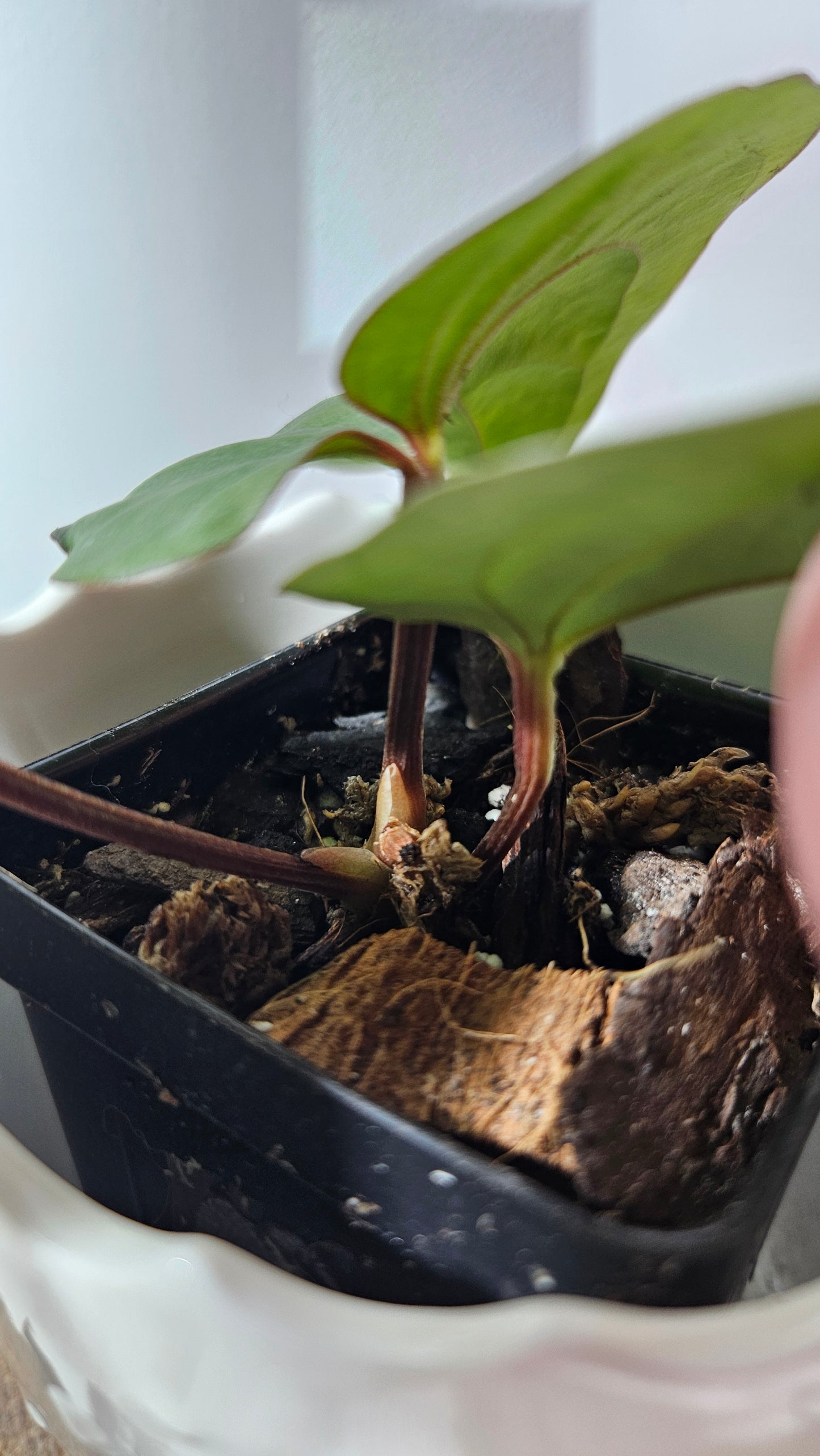 Anthurium Black Velvet Panama"format PETIT" (ANT-215)