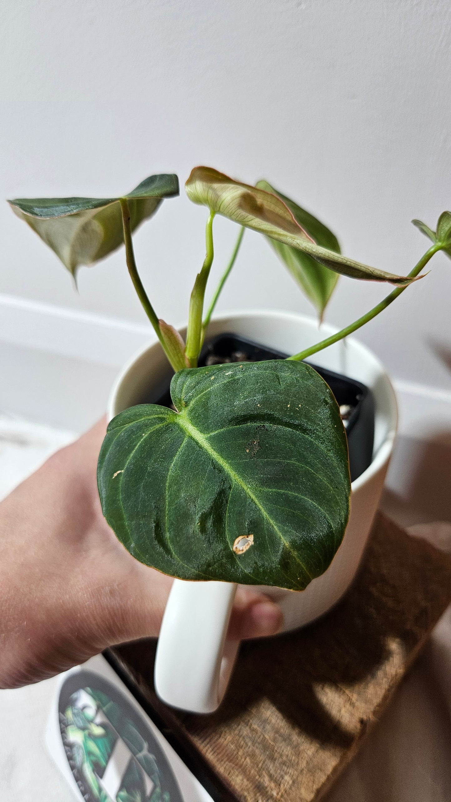 Philodendron Glorious (PHI-949)