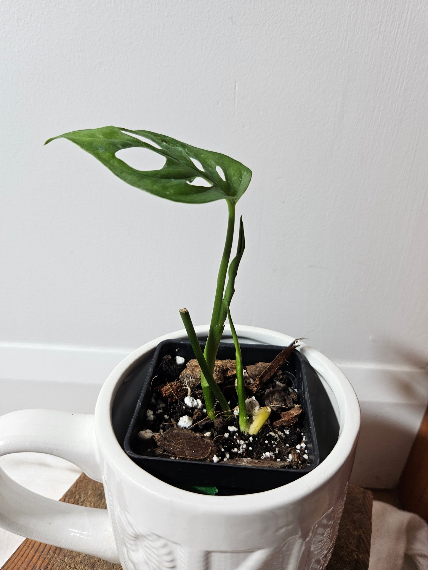 Monstera Patchicutza (MON-166)