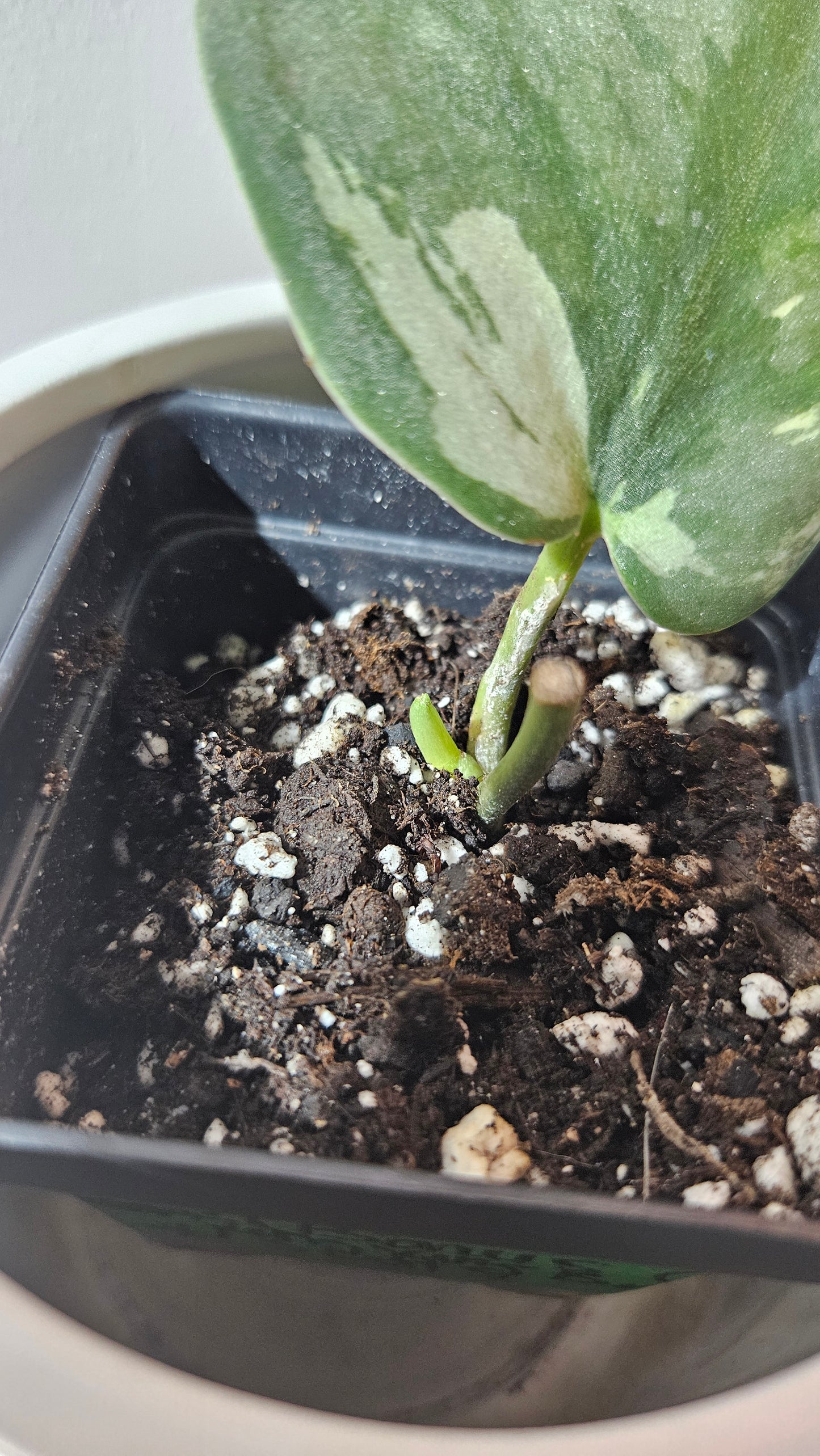 Scindapsus Jung jung Buih (SCI-1104)