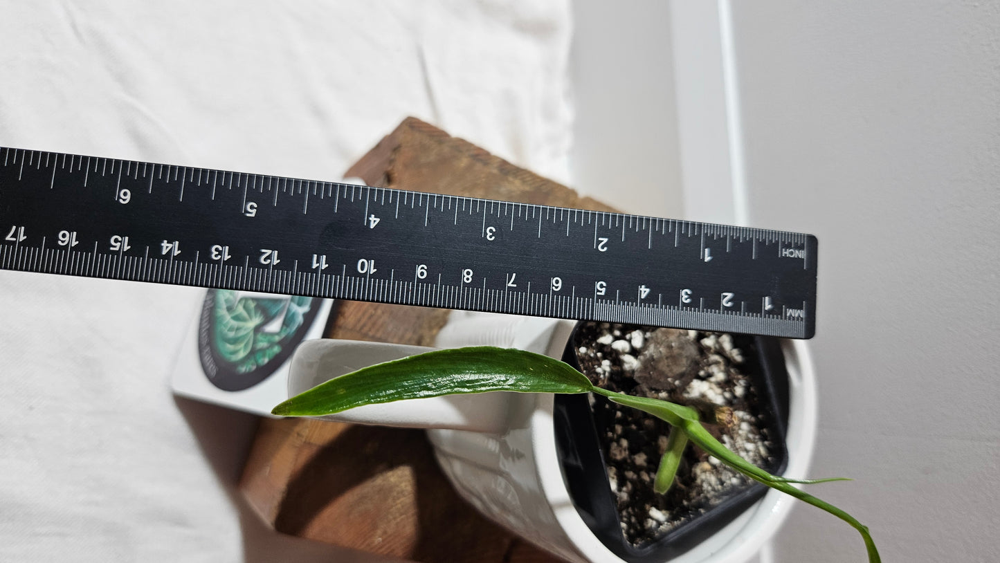 Philodendron Holtonianum Super Narrow (PHI-529)
