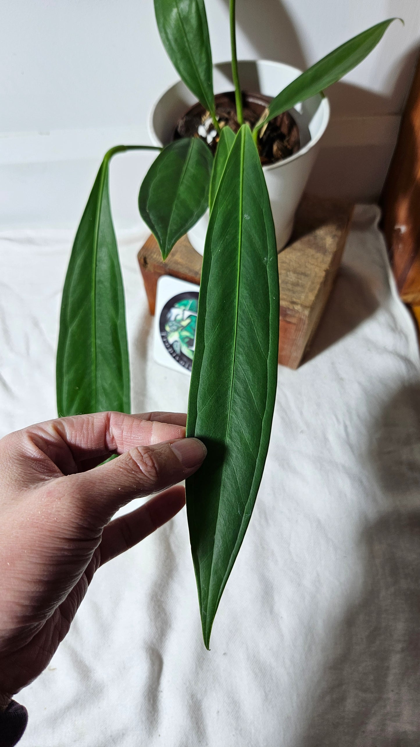 Anthurium Fasciale Aff "format LARGE" (ANT-262)