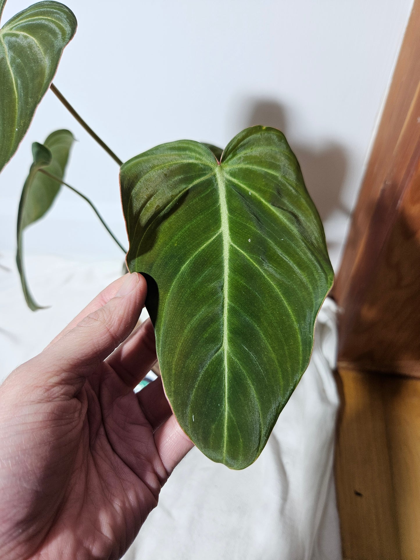 Philodendron Glorious (PHI-467)