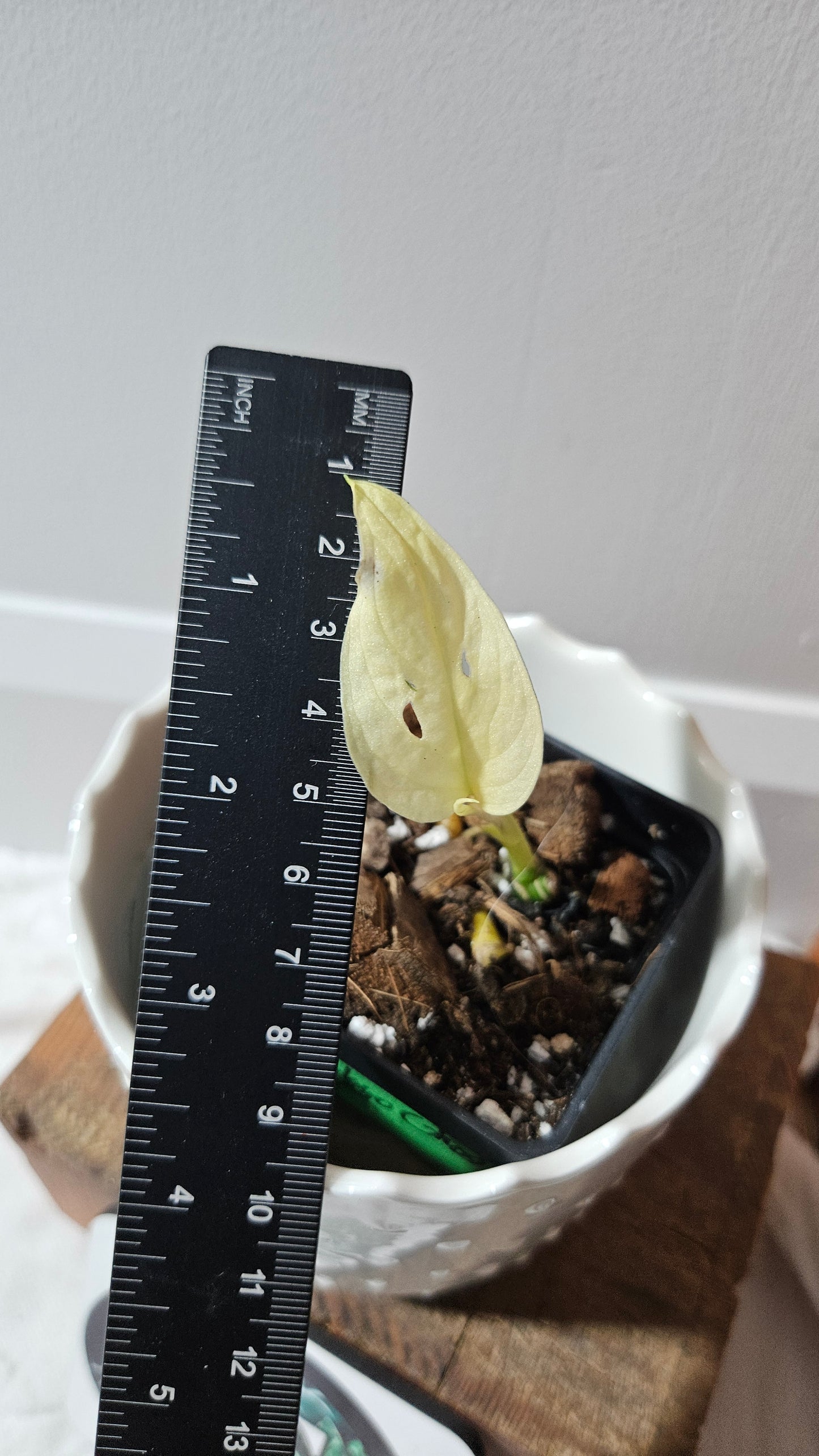 Monstera Andasonii Archipelago Ghost (MON-456)