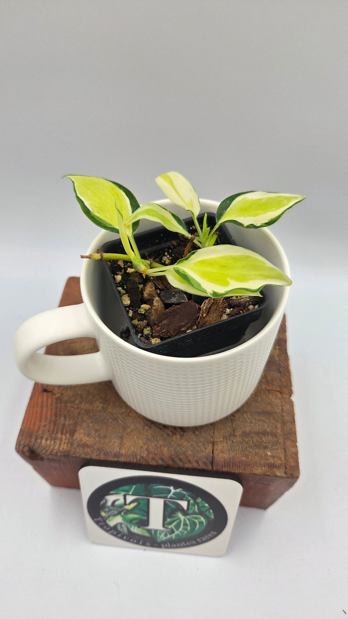 Philodendron Hederaceum Cream Splash (PHI-1101)