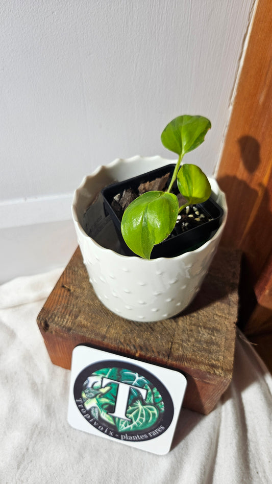 Epipremnum Aureum Neon Joy (EPI-208)