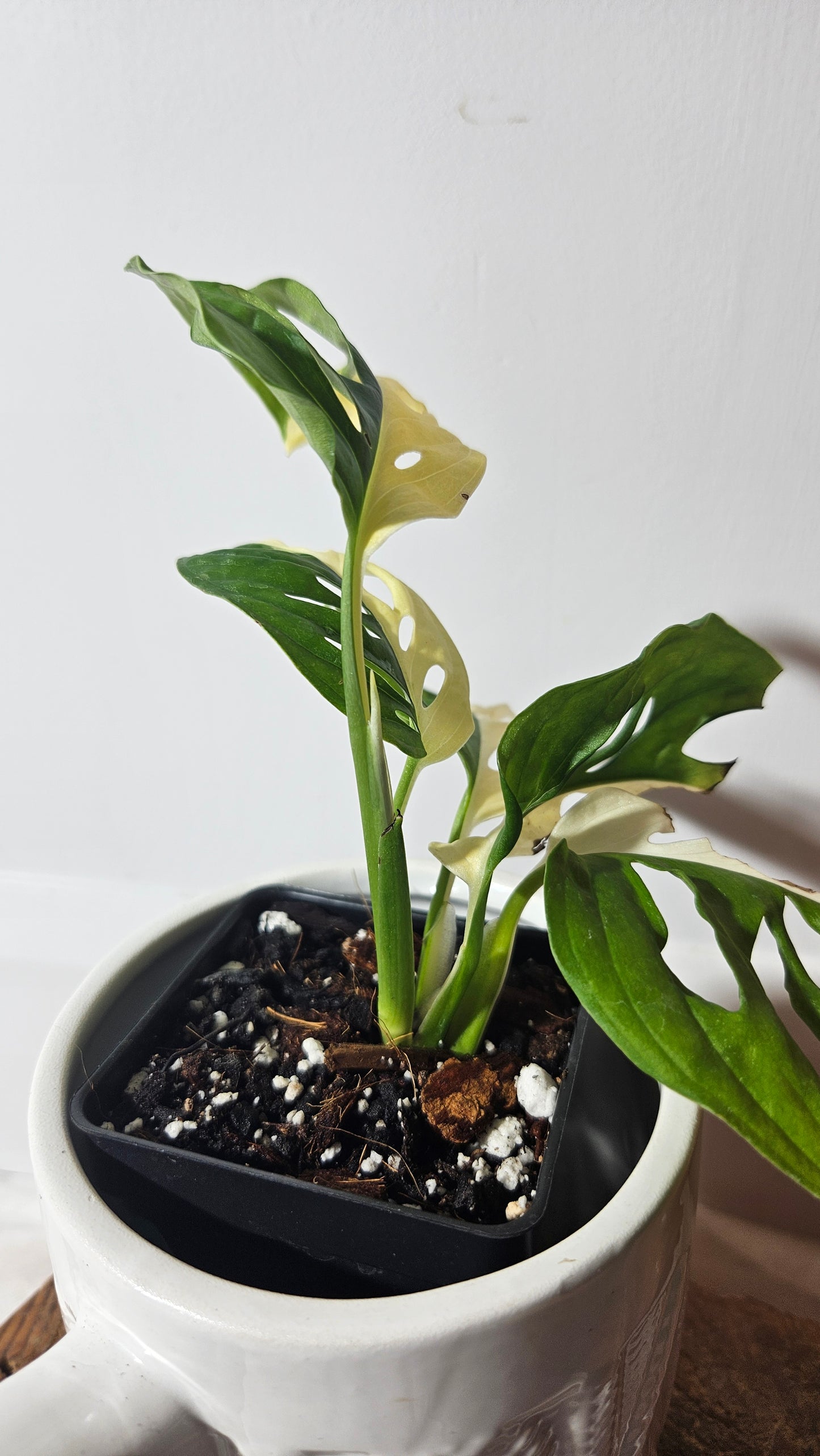 Monstera Andasonii Albo "half&half" (MON-328)