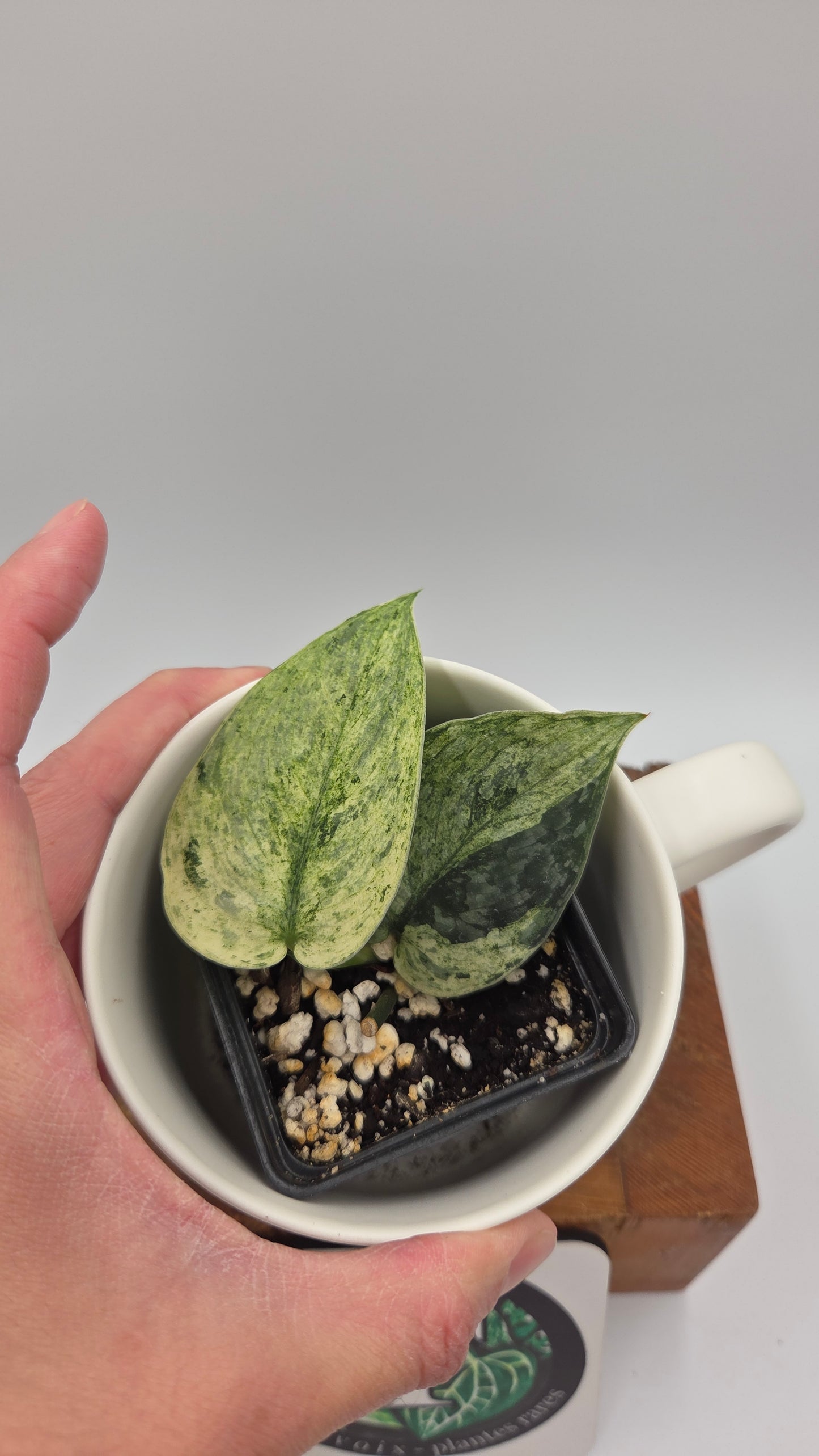 Scindapsus Silver Cloud mutation (SCI-1091)