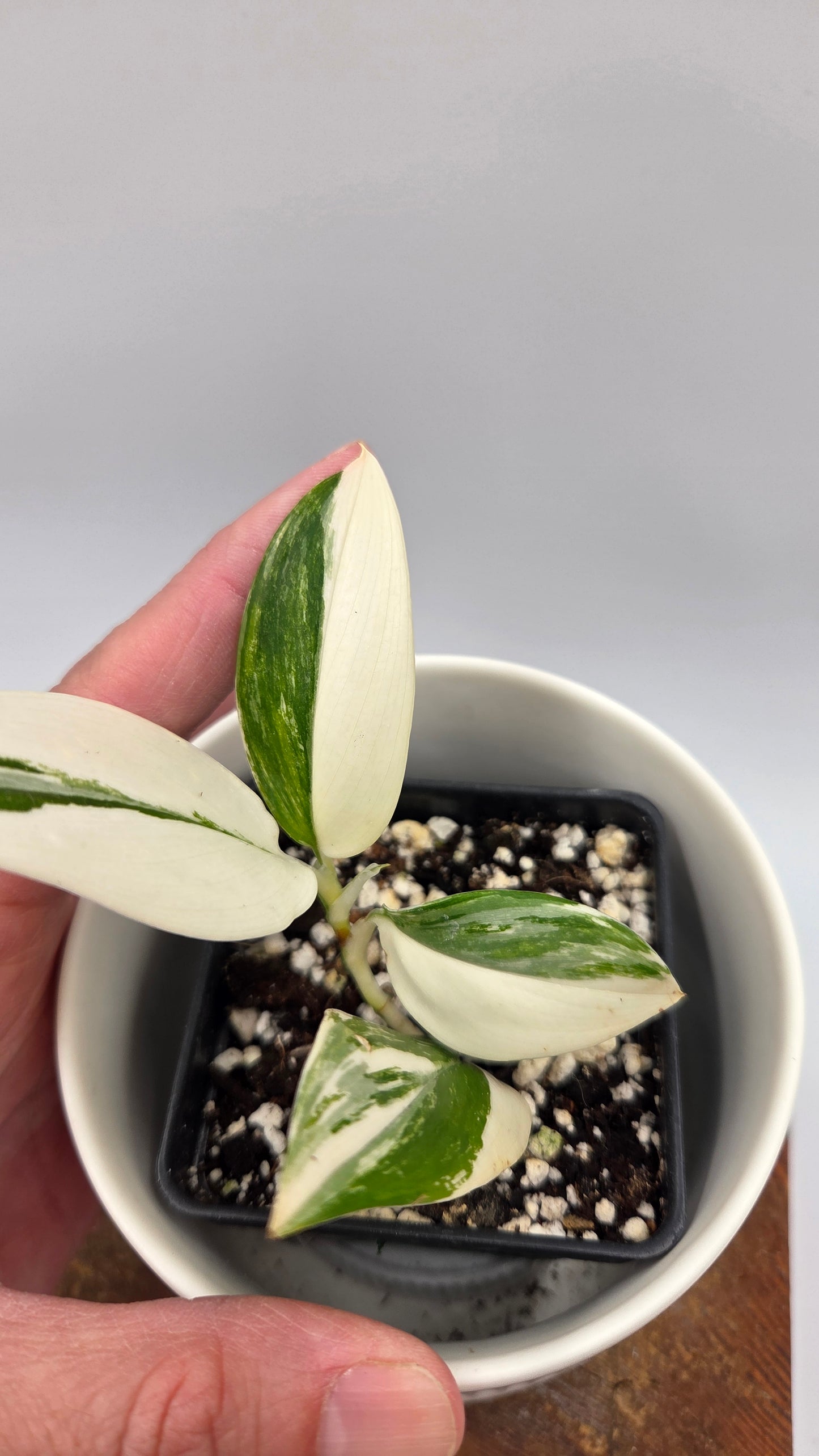 Scindapsus Moonlight Albo Narrow (SCI-864)