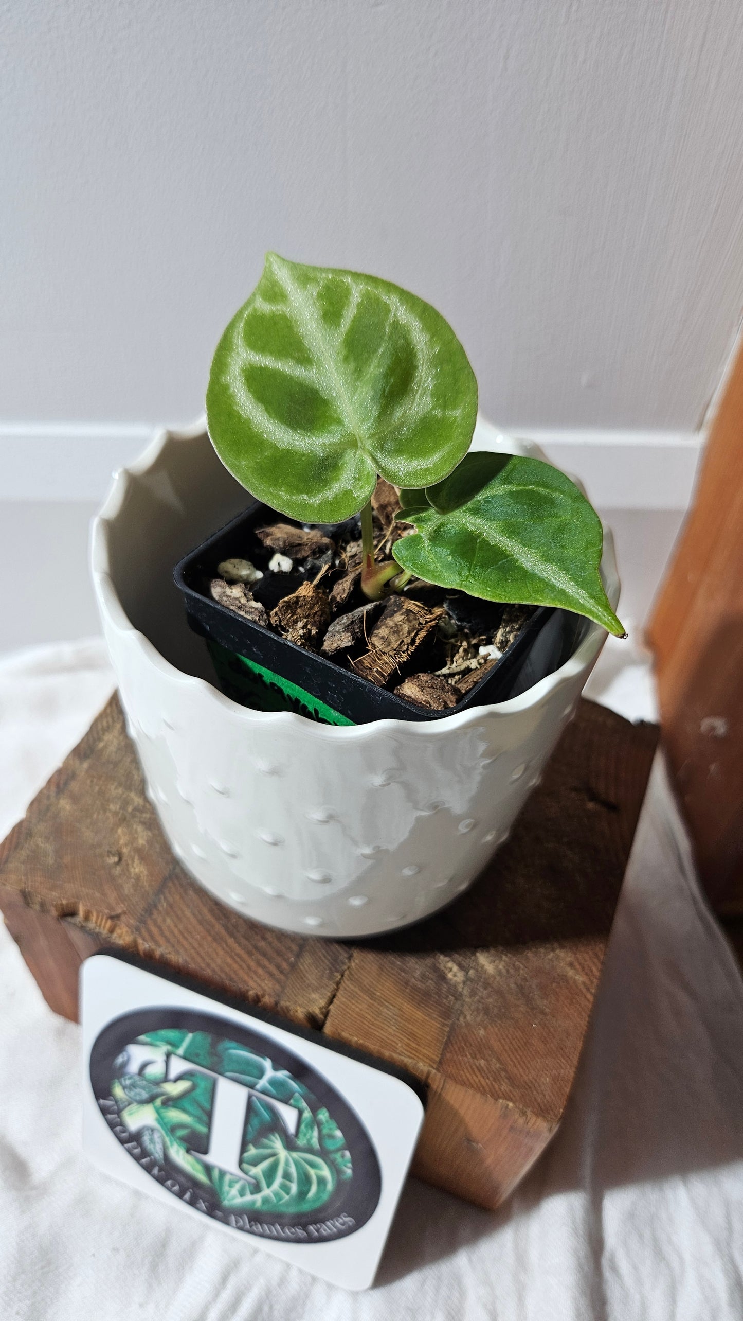 Anthurium Dorayaki Silver "format PETIT"( ANT-578)