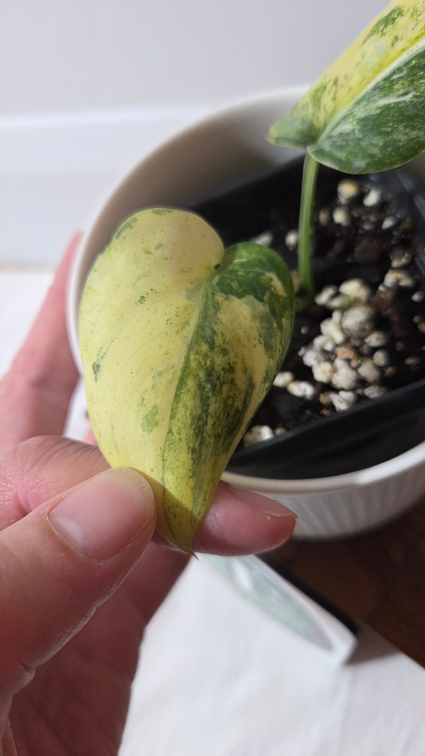 Scindapsus Silver Satin Tricolore (SCI-1414)