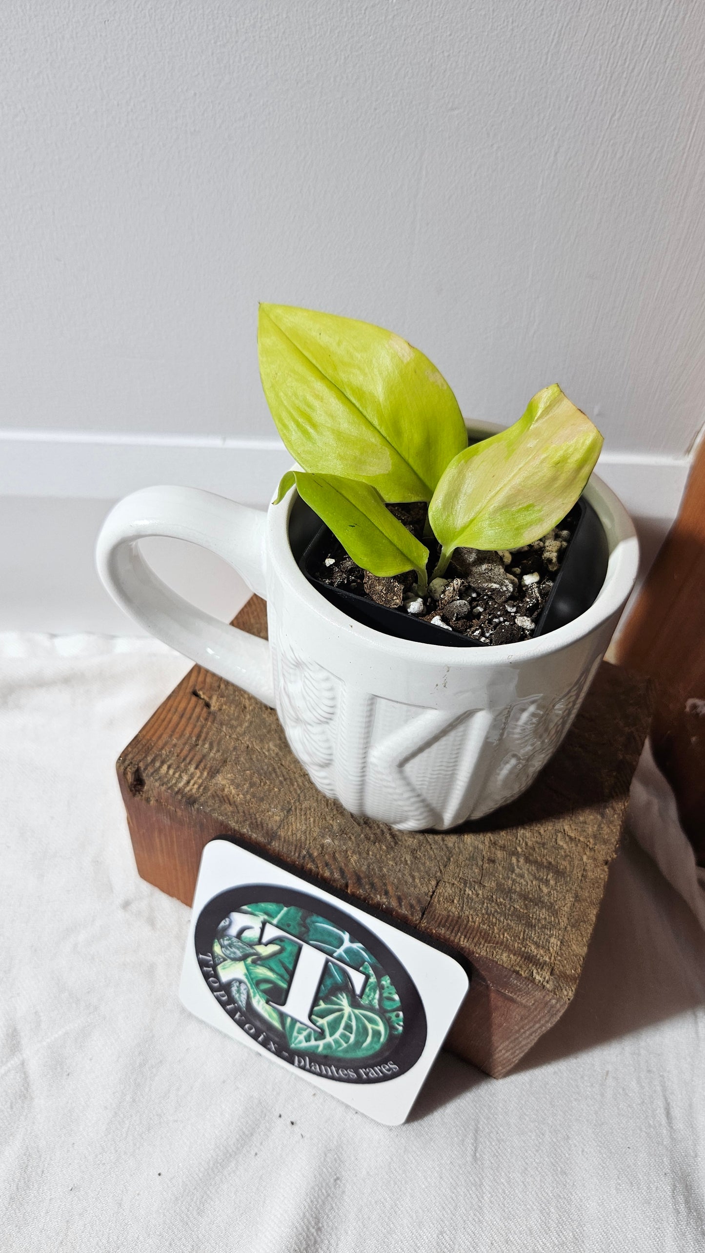Scindapsus Moonlight Lemon (SCI-1272)