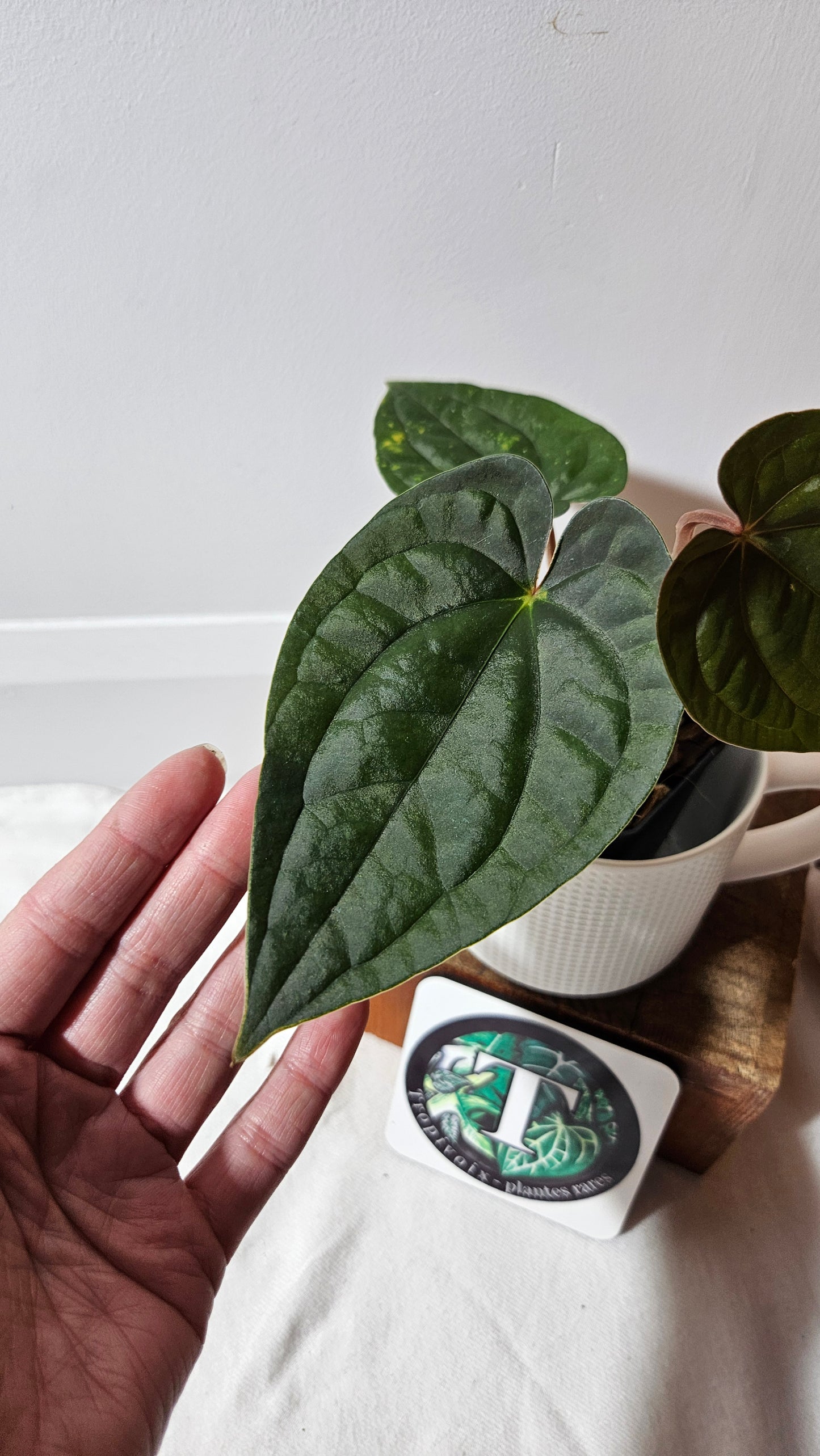 Anthurium Luxurians X Black Velvet Panama "format MOYEN" (ANT-639)