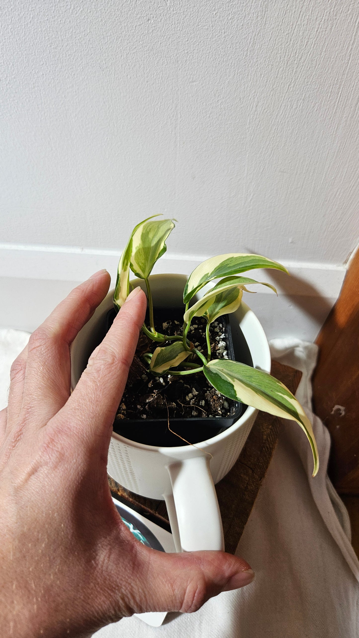 Philodendron Hederaceum Rio (PHI-951)