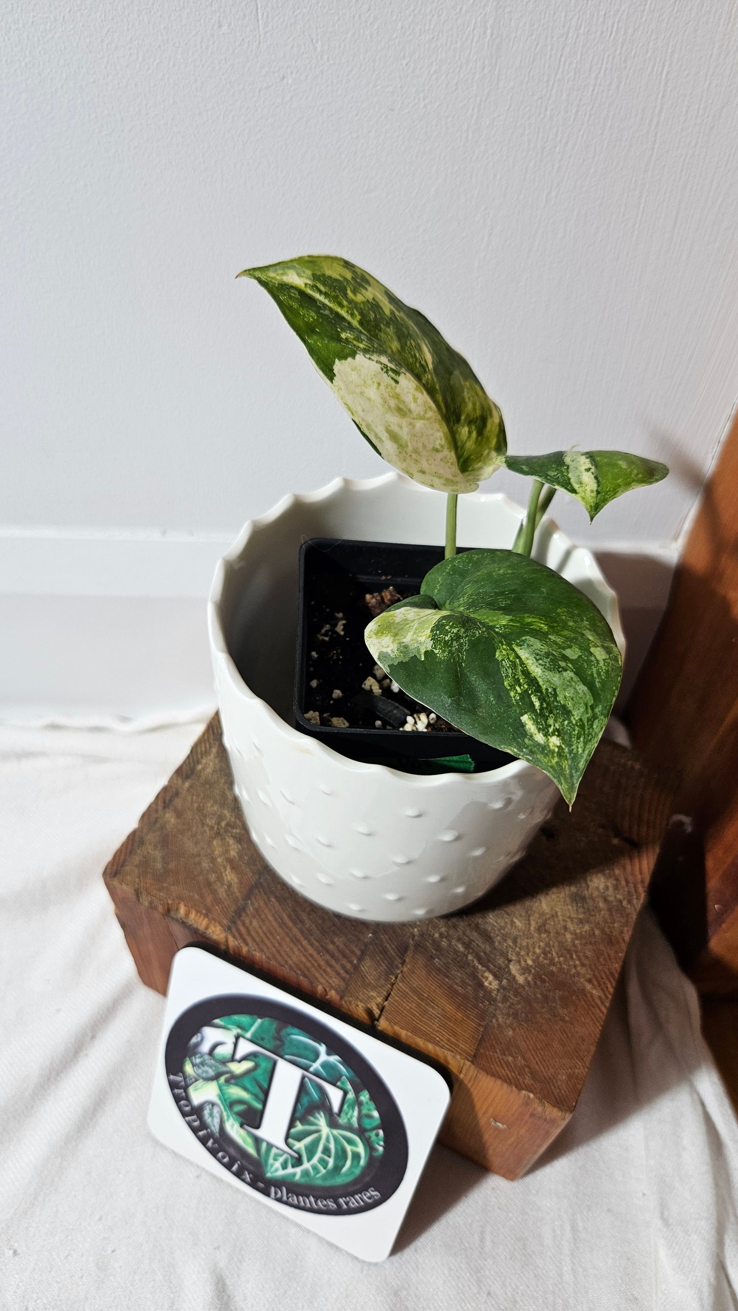 Scindapsus Dark satin Tricolore (SCI-1042)