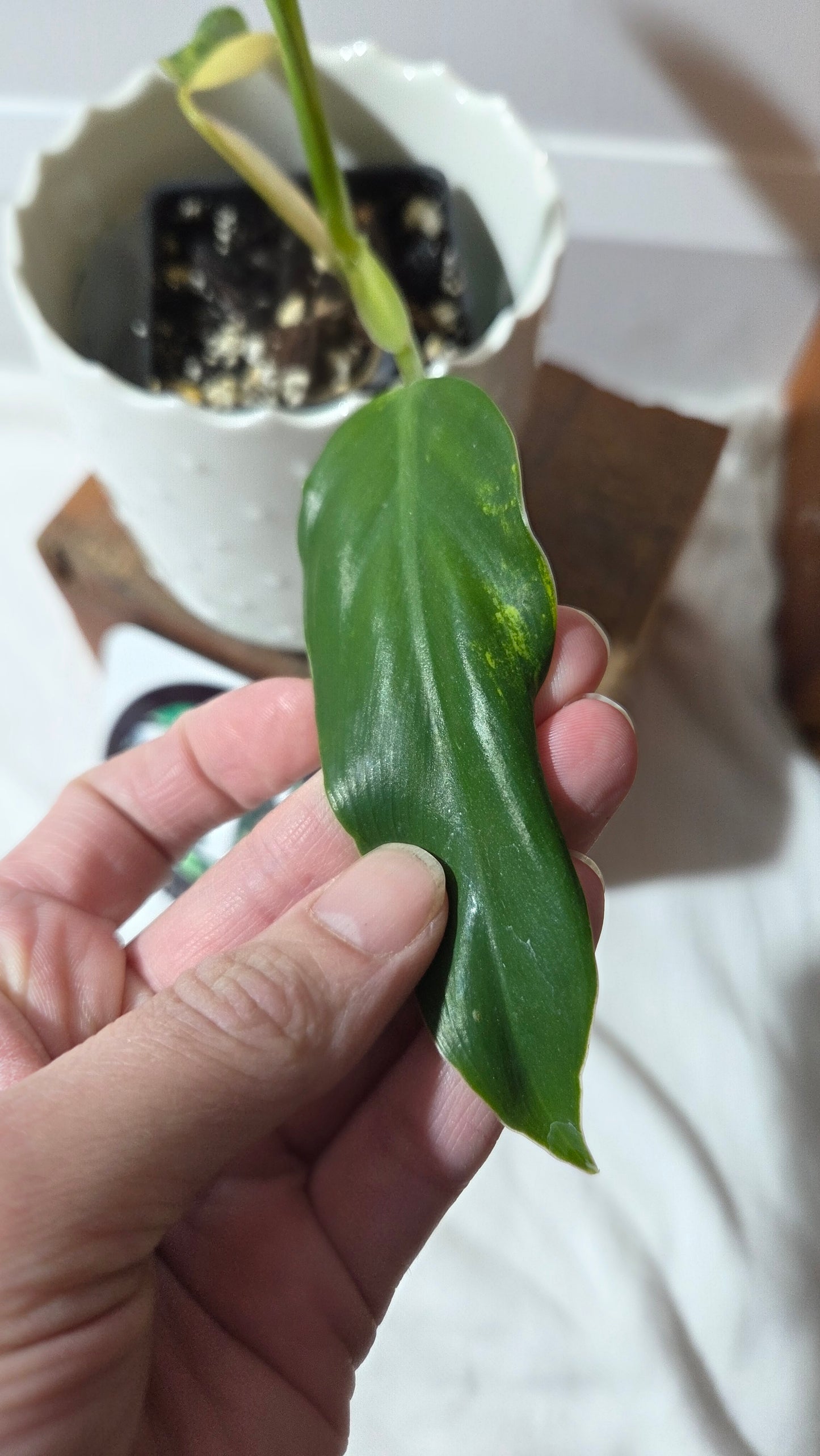 Philodendron Domesticum Variegata (PHI-966)