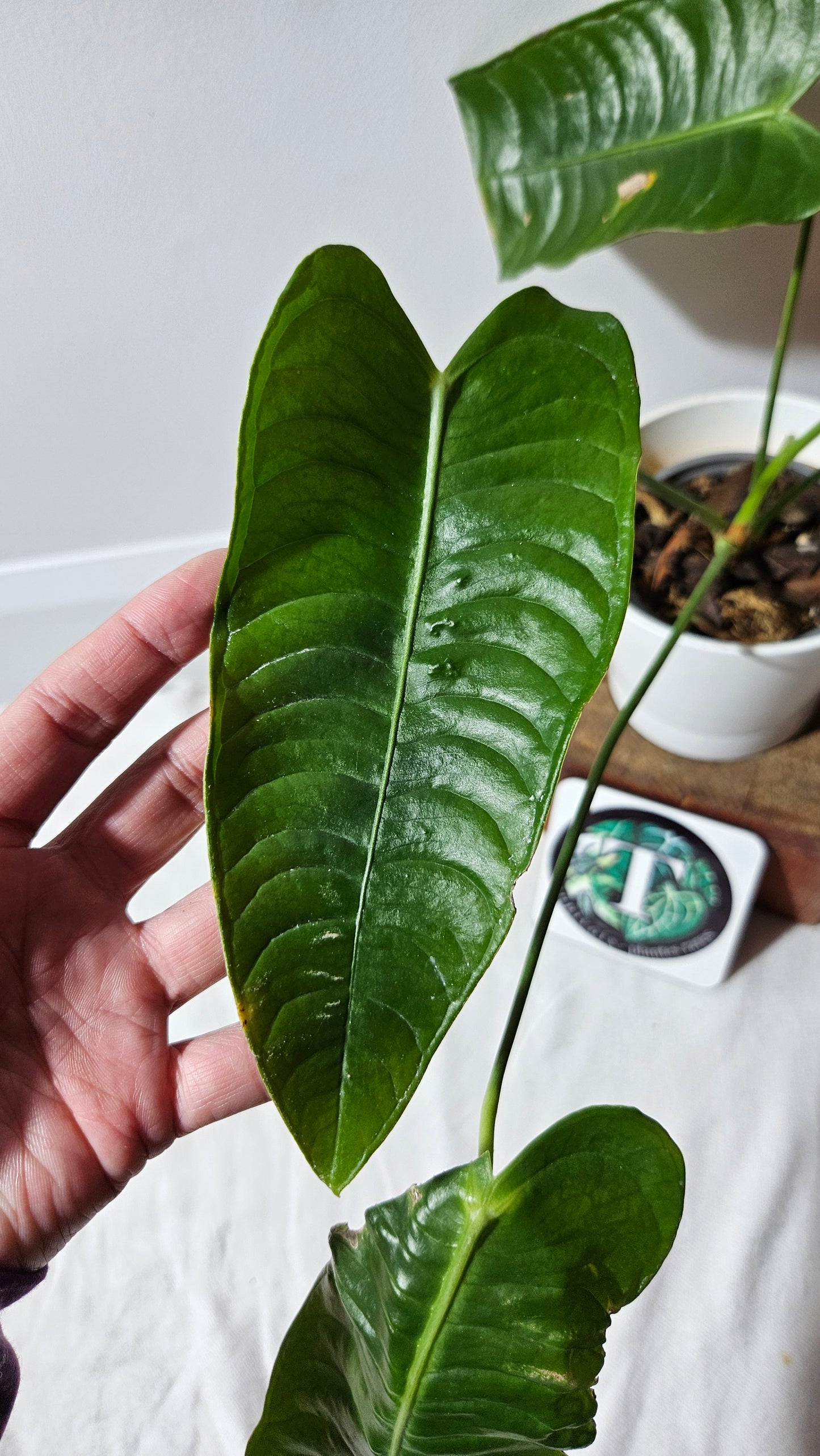 Anthurium Veitchii El cauca "format MOYEN/LARGE" (ANT-488)