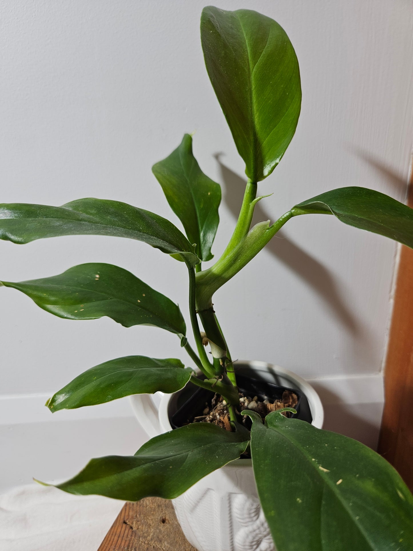 Philodendron Tripartitum (PHI-477)