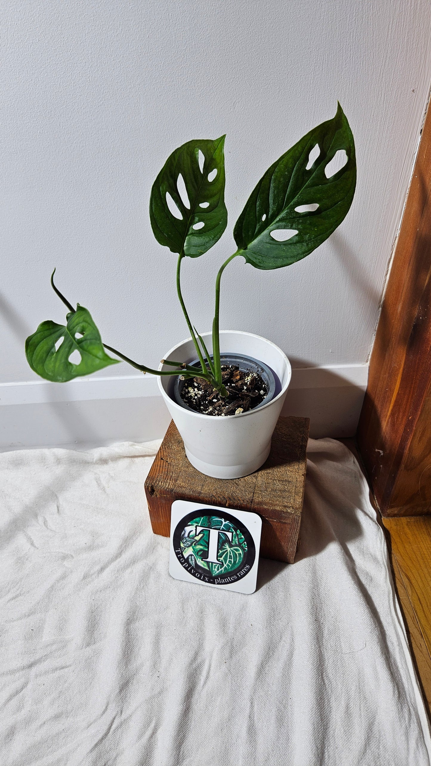 Monstera Obliqua Aff Tamarindo (MON-184l5)