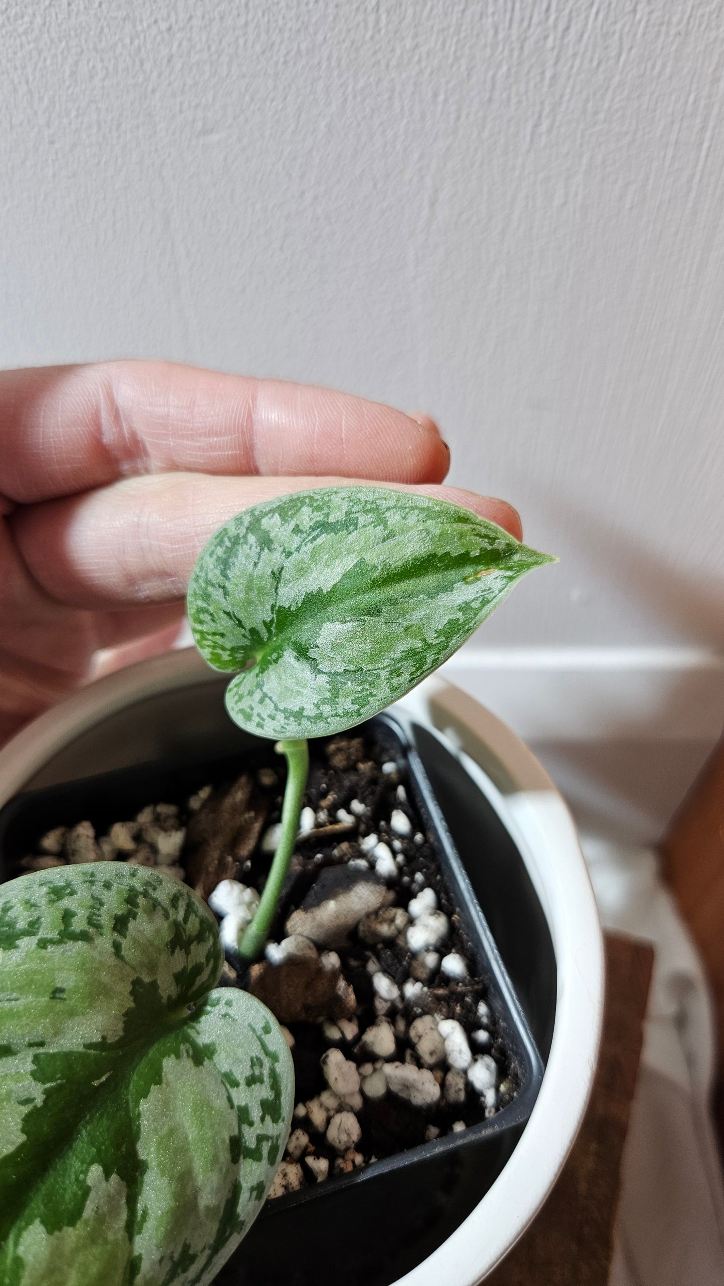 Scindapsus Tricolore silver Platinum (SCI-1118)