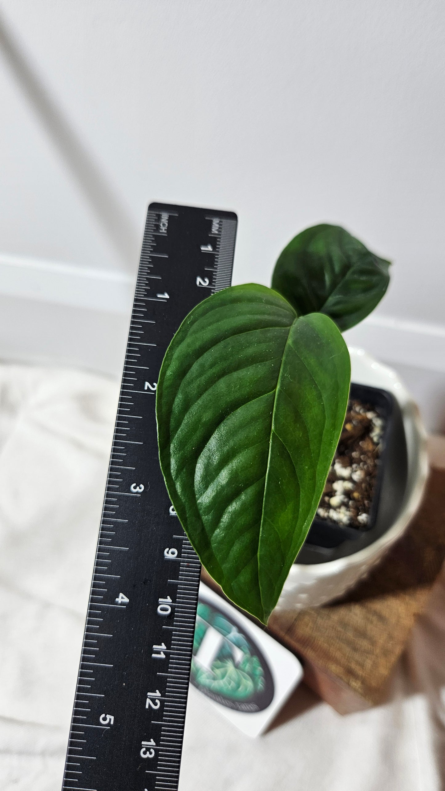 Monstera Obliqua Aff Amazonica (MON-198)