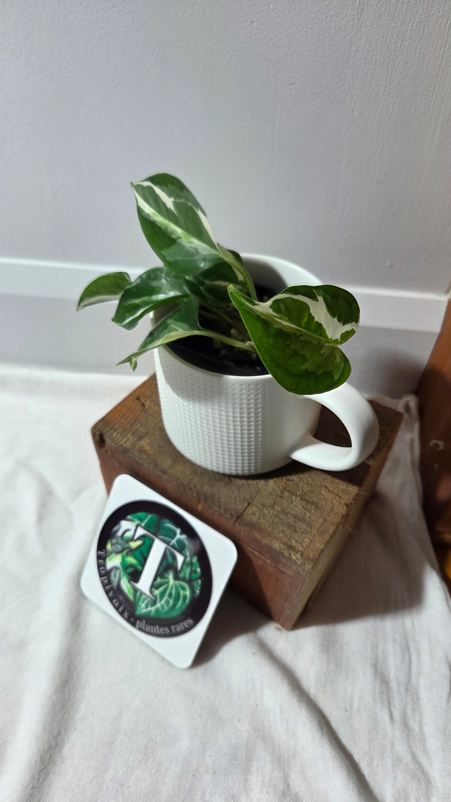 Epipremnum Aureum Glacier (EPI-229)