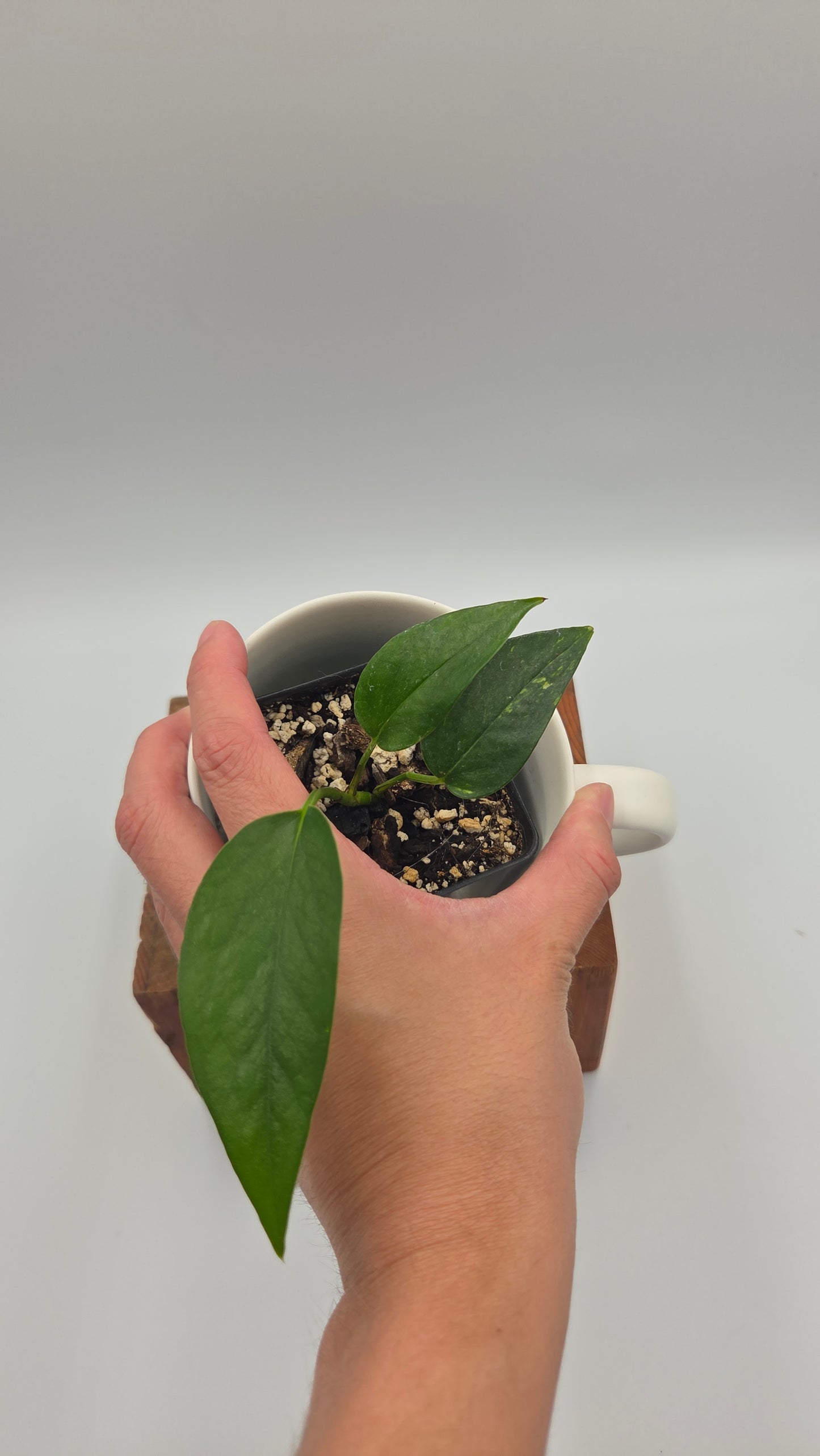 Epipremnum pinnatum Yellow Sunrise (EPI-242)