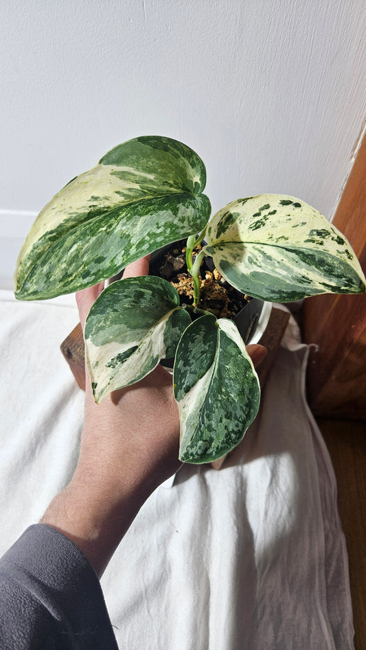 Scindapsus Exotica Salaka Variegata (SCI-960)