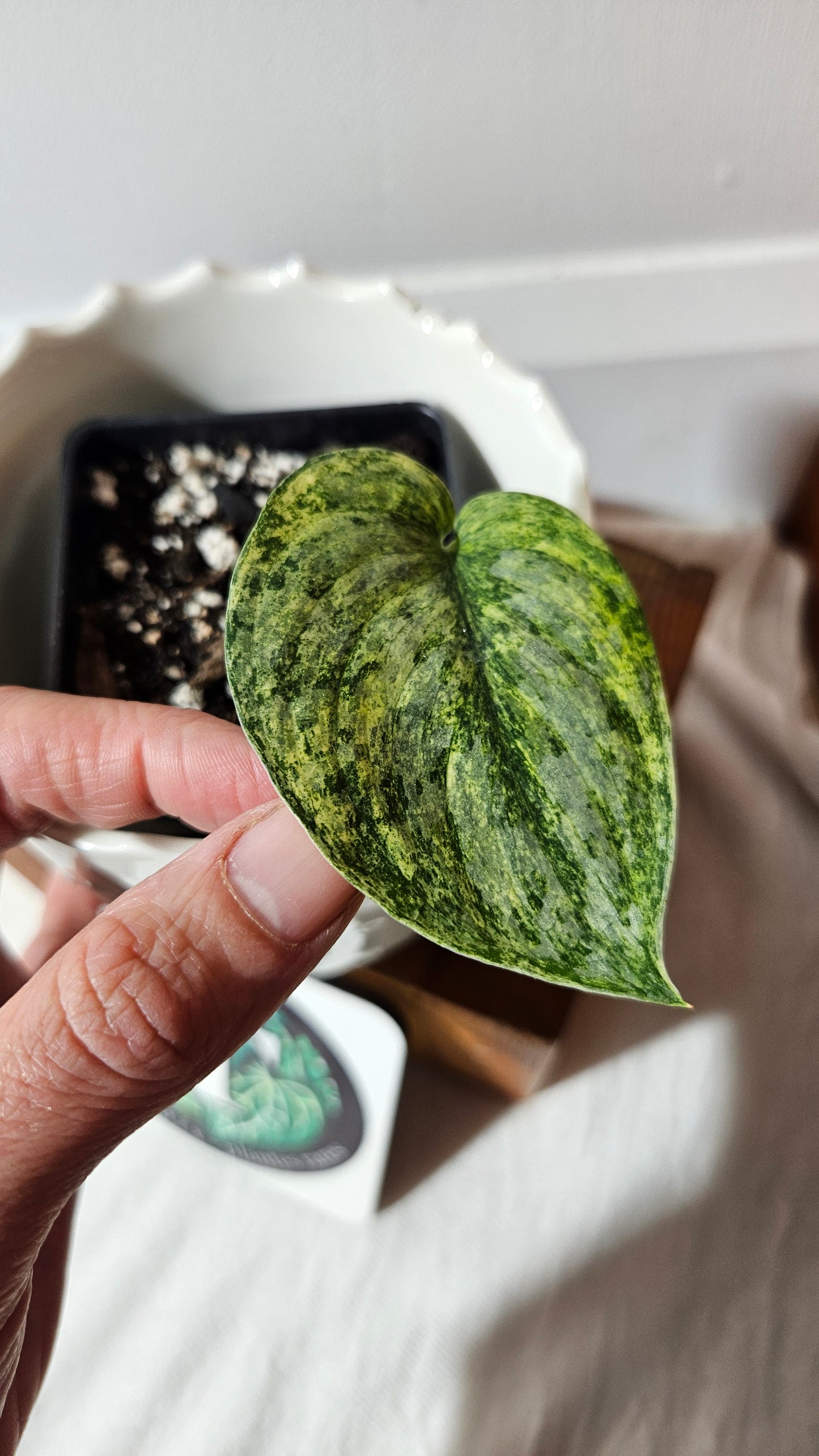 Scindapsus Exotica Pictus mint (SCI-970)