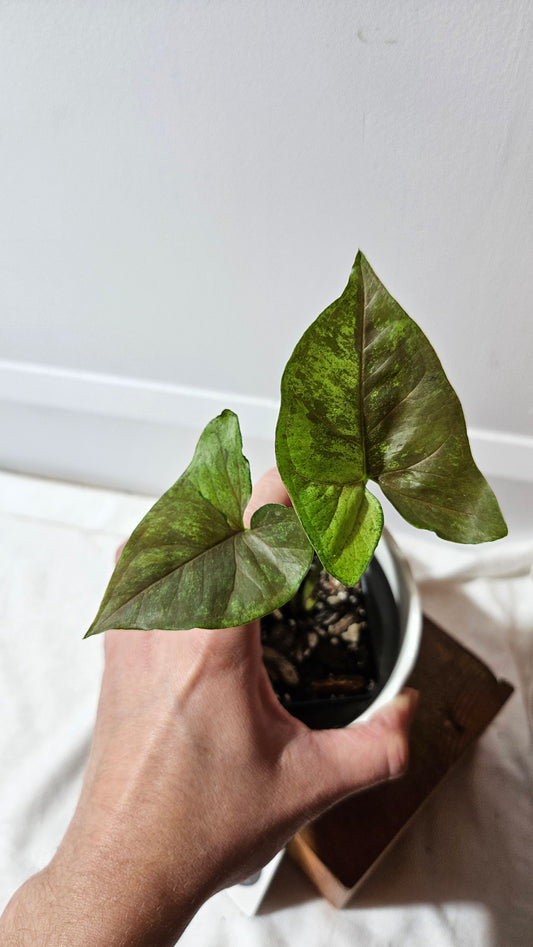 Syngonium Matcha Sprinkle (SYN-430)