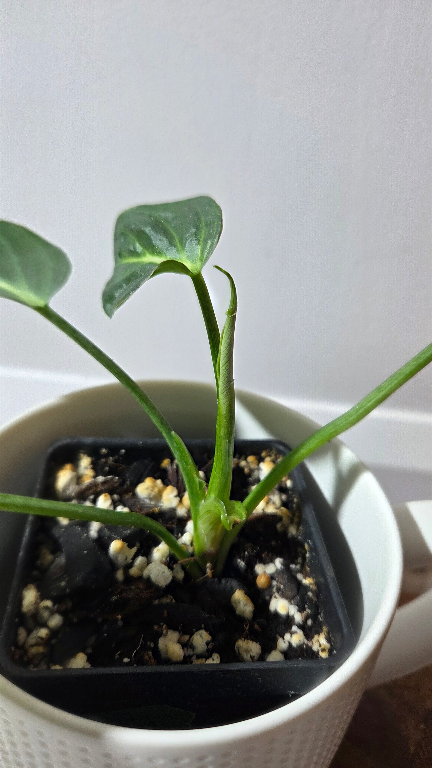 Philodendron Gloriosum x Plowmanii (PHI-1002)