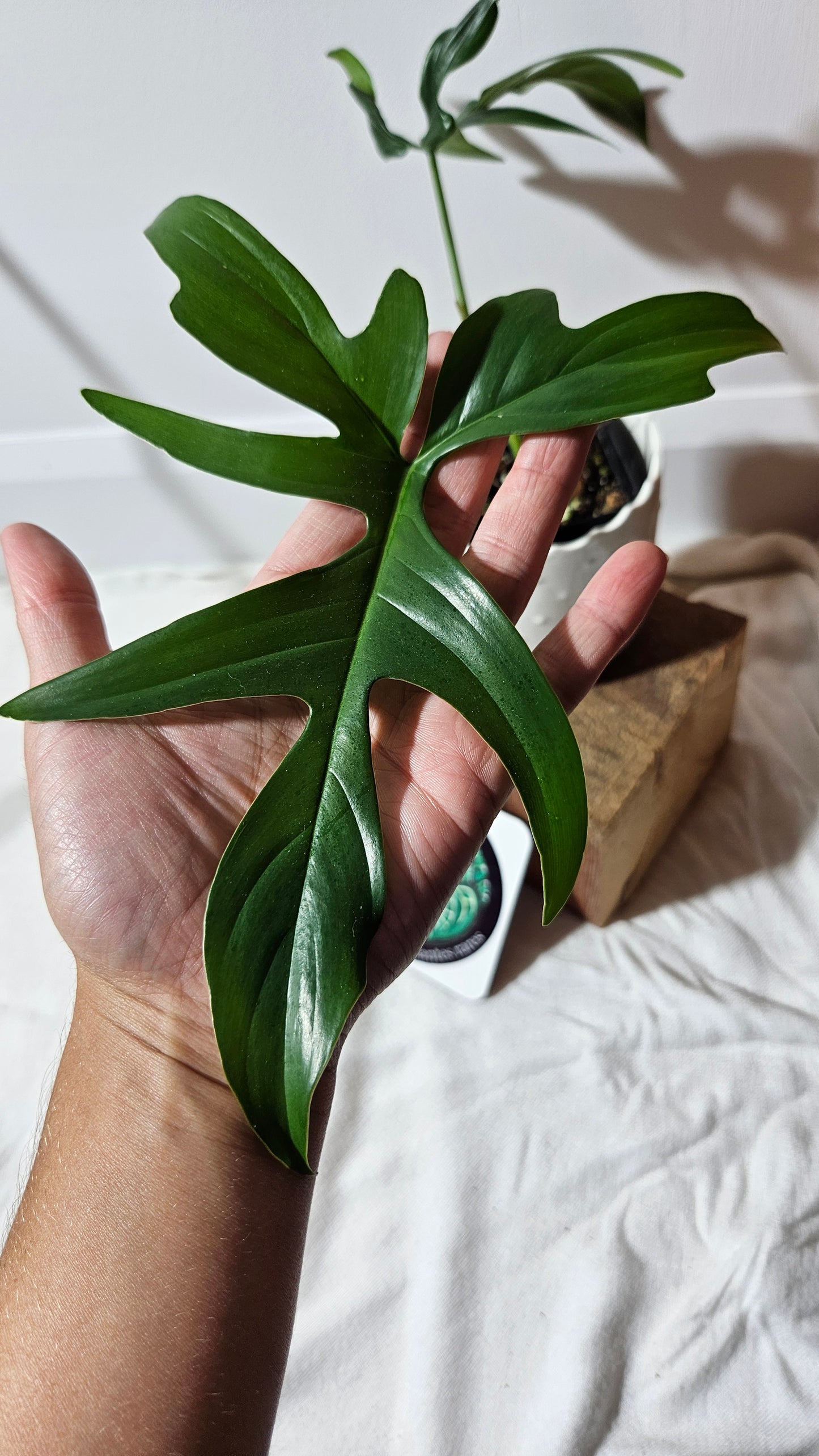 Philodendron Gladhands (PHI-546)